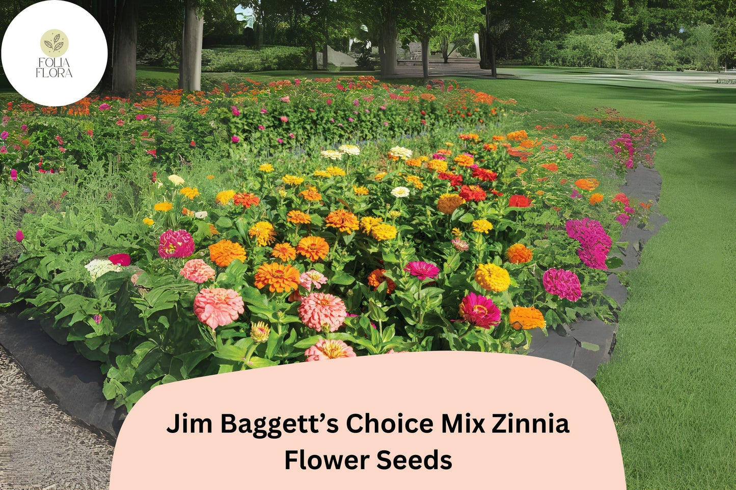 Jim Baggett’s Choice Mix Zinnia Seeds - 100+ Non-GMO Colorful Blooms (Zinnia elegans) for Cutting Gardens & Pollinators