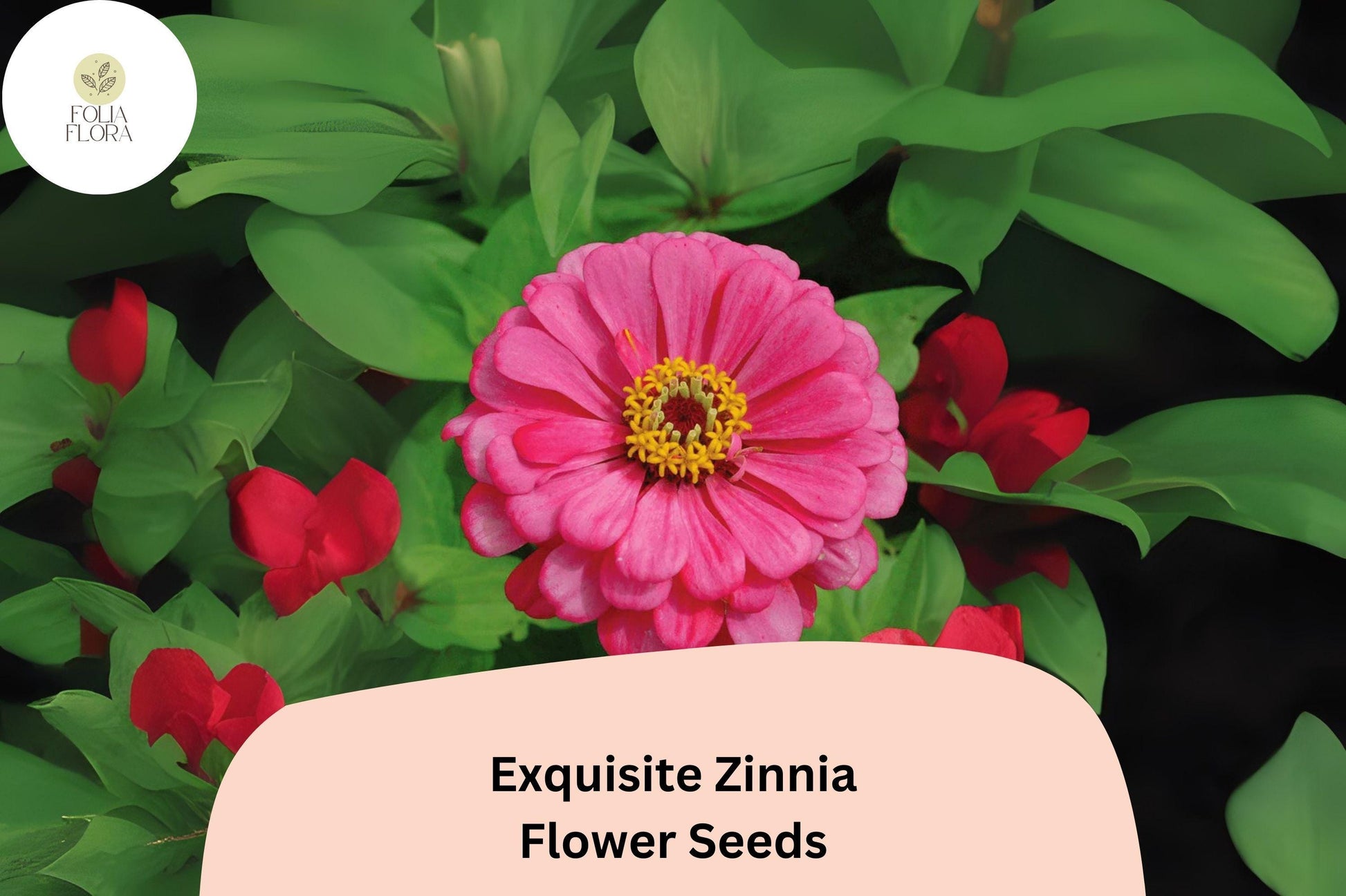 100+ Exquisite Zinnia Seeds – Pastel Blooms for Gardens & Bouquets (Zinnia elegans) – Non-GMO, Pollinator-Friendly Annual
