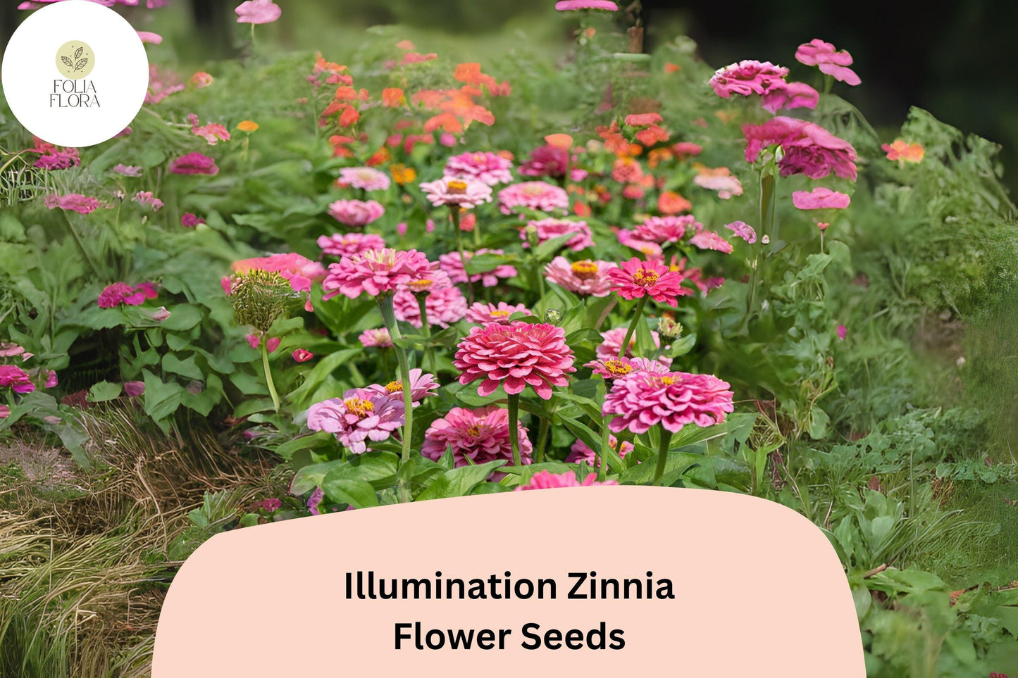 100+ Illumination Zinnia Seeds - Bright Golden-Orange Blooms - Zinnia elegans - Non-GMO, Easy to Grow, Pollinator-Friendly