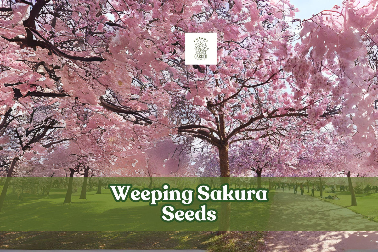 Weeping Cherry Blossom Seeds - 20 Pink Sakura Seeds for Bonsai & Garden - Prunus sp. Ornamental Flowering Tree