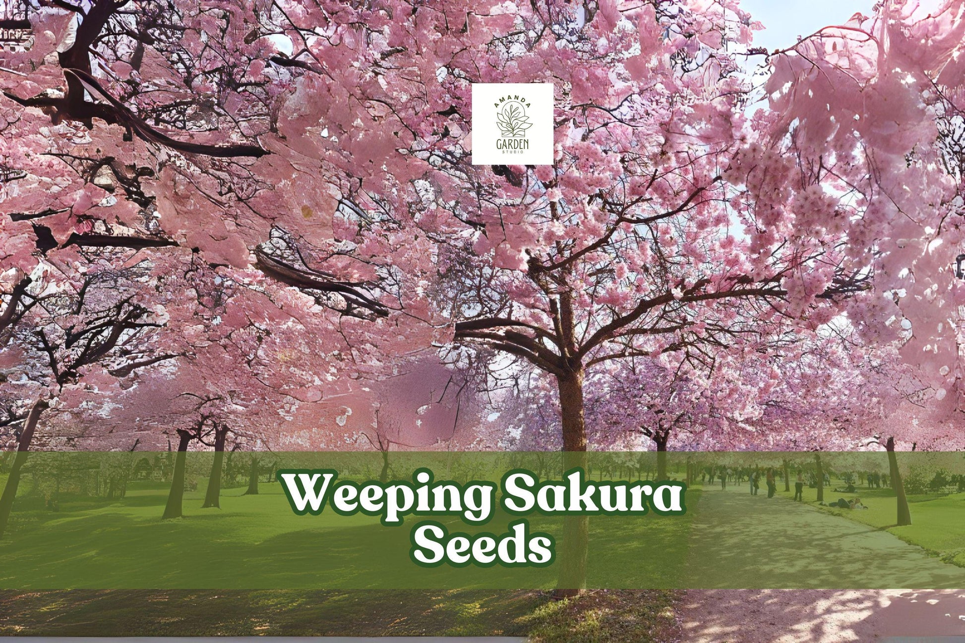 Weeping Cherry Blossom Seeds - 20 Pink Sakura Seeds for Bonsai & Garden - Prunus sp. Ornamental Flowering Tree