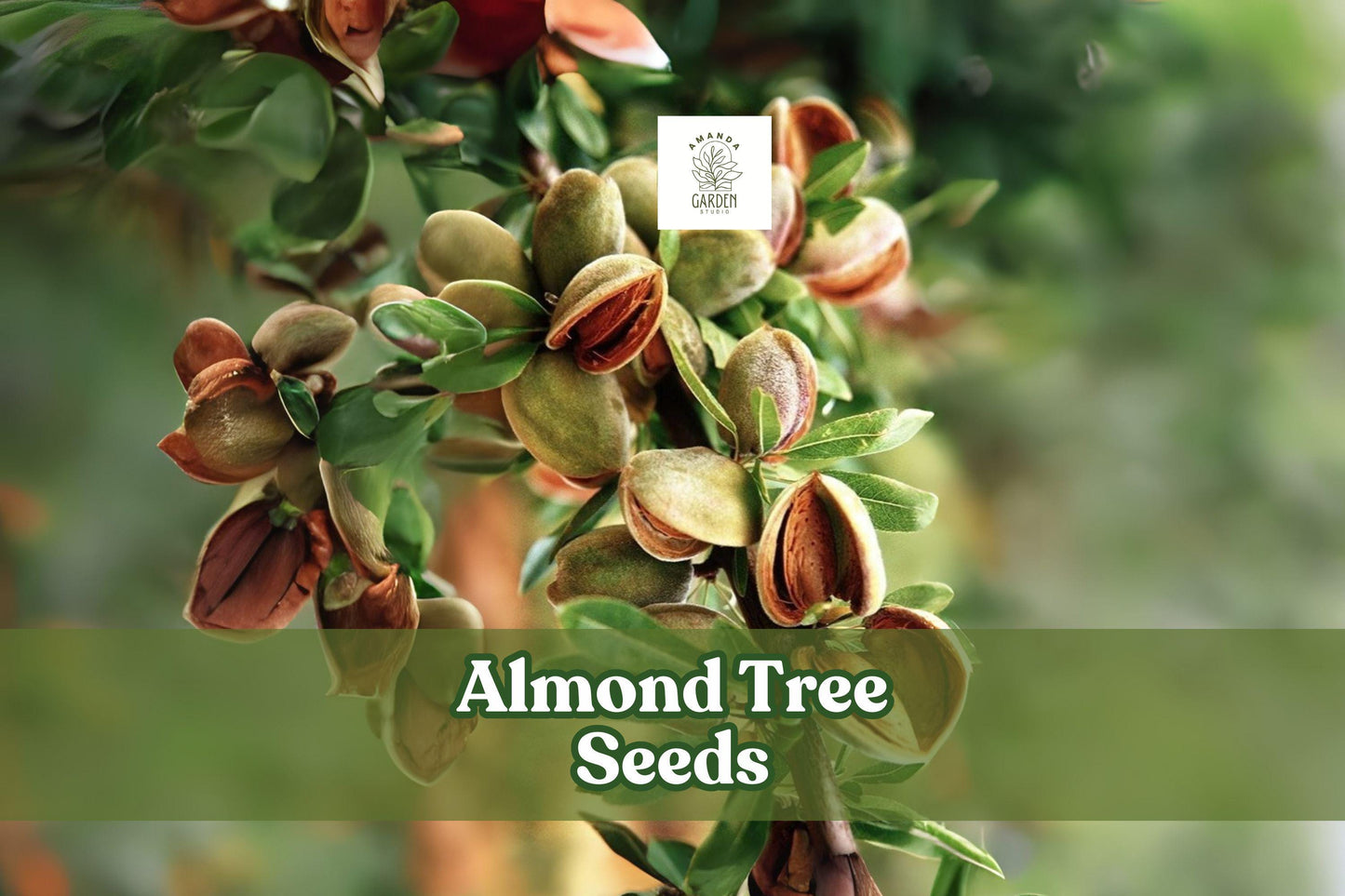 Almond Tree Seeds - 20 Fresh Seeds - Prunus dulcis - Pink-White Blossoms - Flowering & Fruiting Bonsai Potential