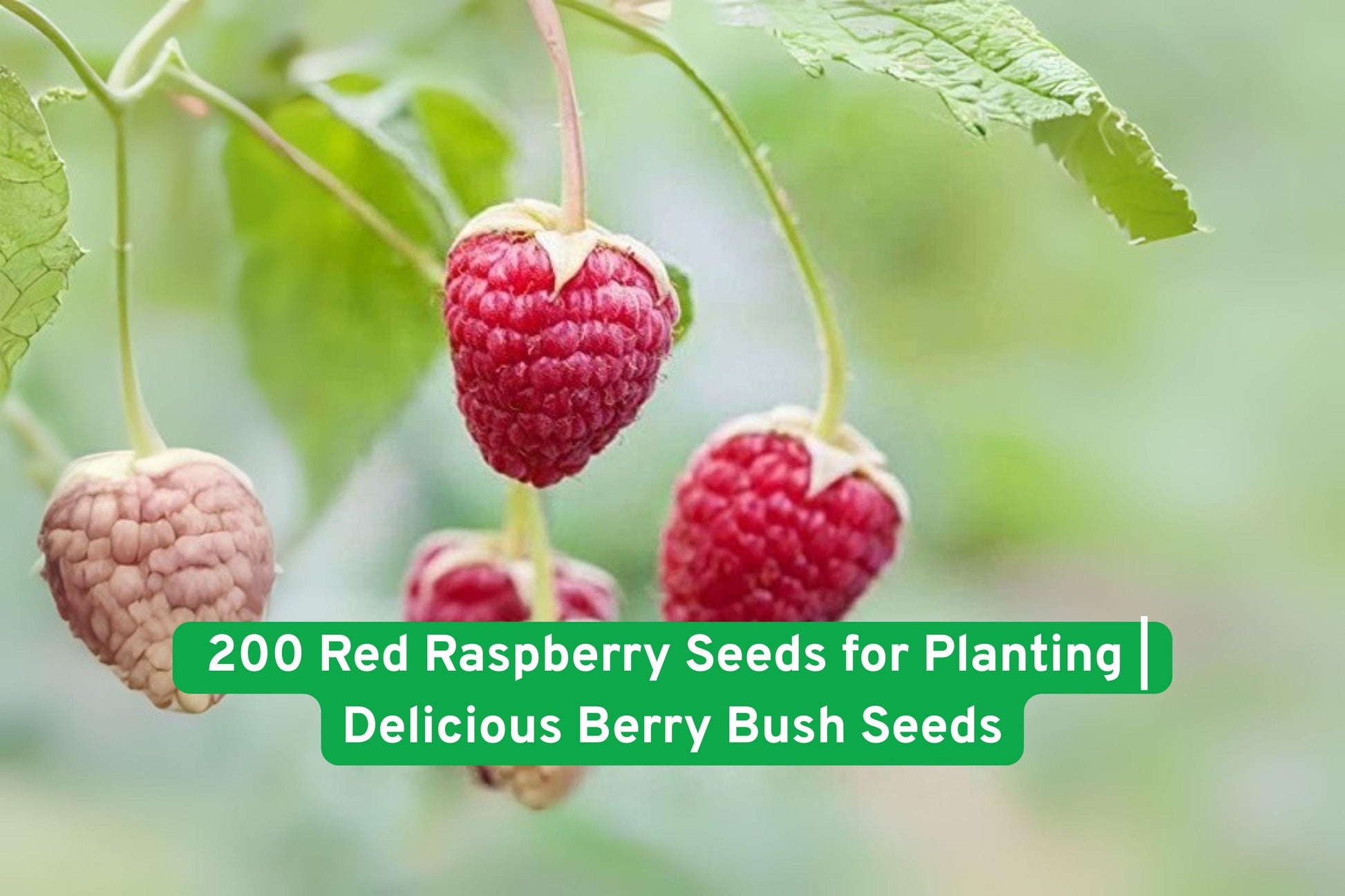 Red Raspberry Seeds - 200 Non-GMO Seeds for Planting - Sweet Berry Bush (Rubus idaeus) - Easy to Grow, Perfect for Gardens