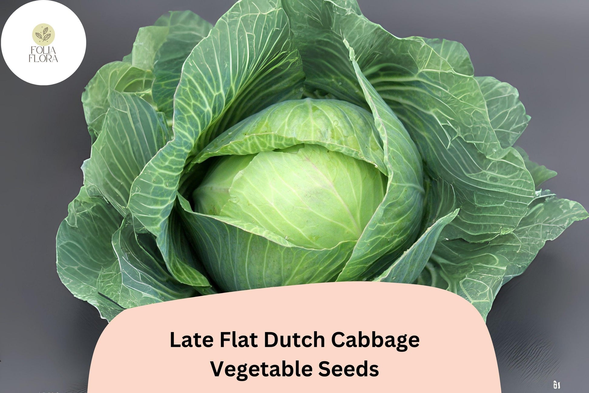 Late Flat Dutch Cabbage Seeds | Heirloom Bulk Pack | Large Round Heads | Brassica oleracea var. capitata | 500+ Seeds