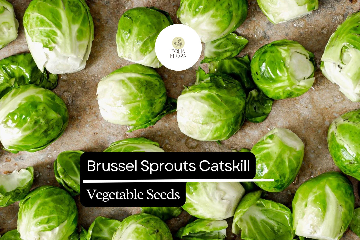 500+ Catskill Brussels Sprouts Seeds | Heirloom Vegetable Seeds | Brassica oleracea | Cold-Hardy Garden Sprouts