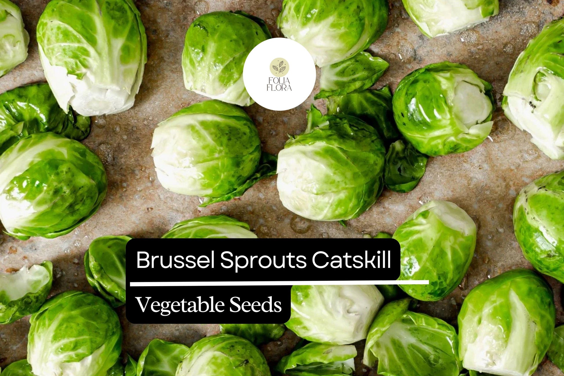 500+ Catskill Brussels Sprouts Seeds | Heirloom Vegetable Seeds | Brassica oleracea | Cold-Hardy Garden Sprouts