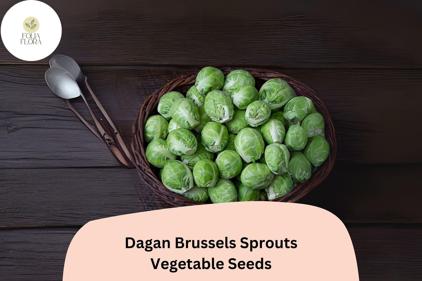 500+ Dagan Brussels Sprouts Seeds | Brassica oleracea | High-Yield Hybrid Variety for Home Gardens