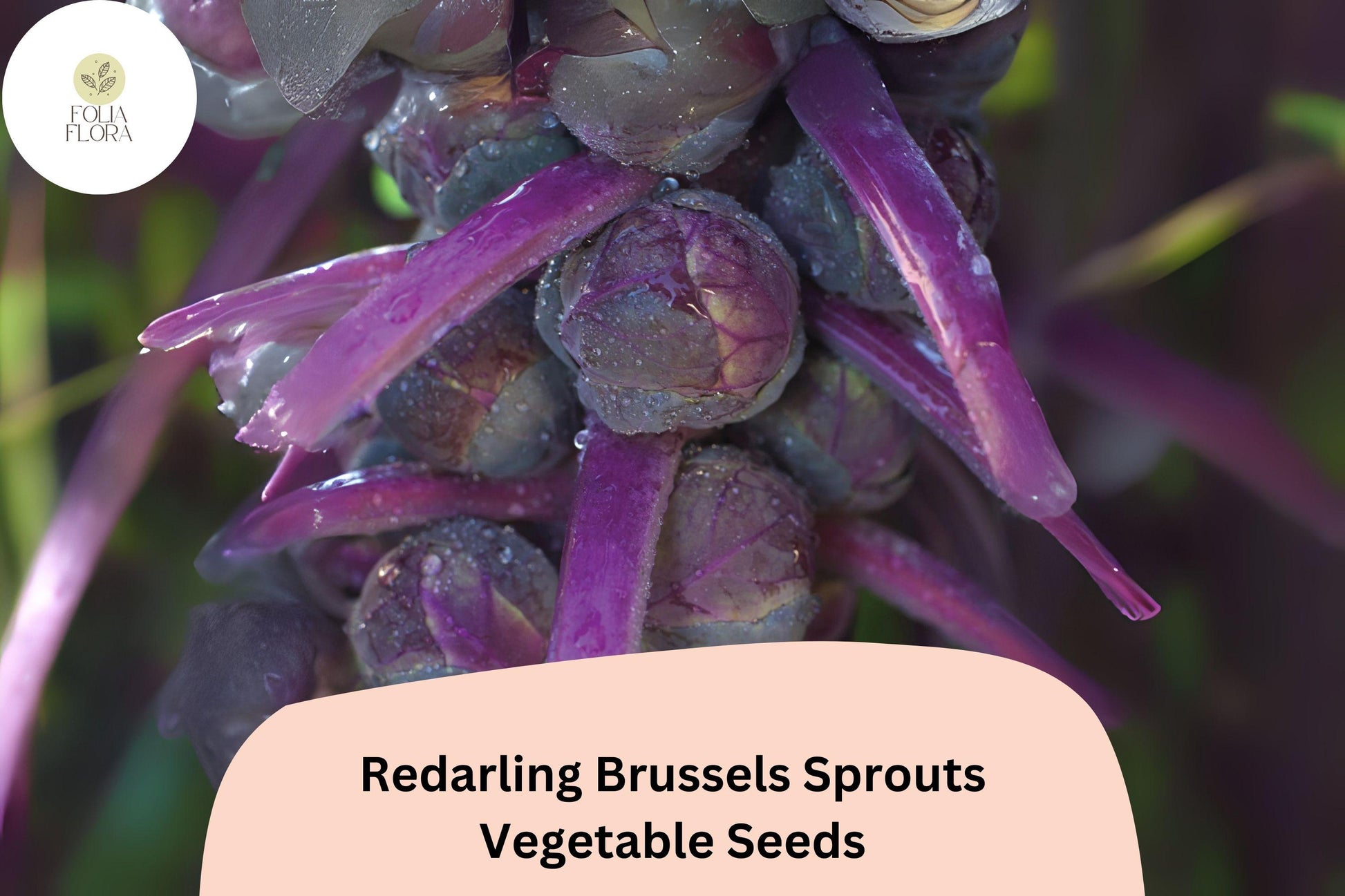 500+ Redarling Brussels Sprouts Seeds | Brassica oleracea | Purple Red-Stem Hybrid Variety | Bulk Garden Seeds