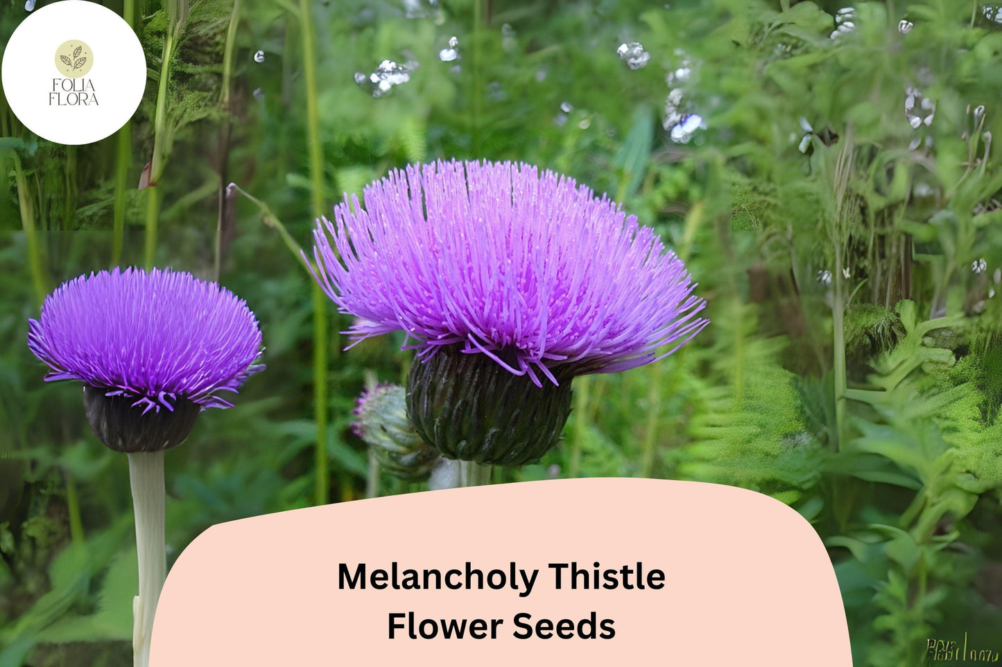 200+ Melancholy Thistle Seeds | Cirsium heterophyllum | Purple Pollinator-Friendly Ornamental Perennial for Gardens
