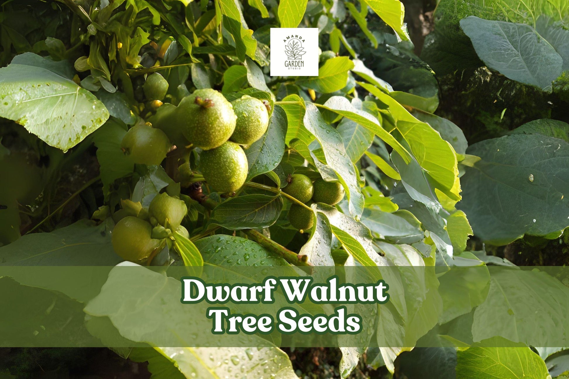 Dwarf Walnut Tree Seeds - 2 Juglans Regia Edible Nut Seeds - Hardy Shade Tree for Home Gardens & Orchards