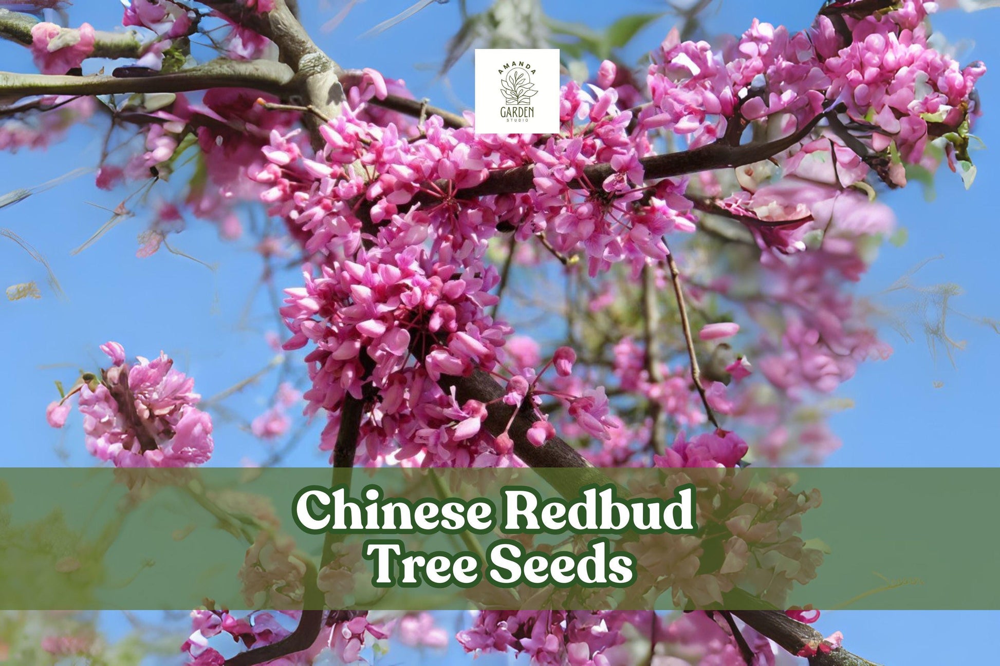 Chinese Redbud Tree Seeds - 40 Pink-Purple Blooms - Cercis chinensis - Easy to Grow for Gardens & Landscapes