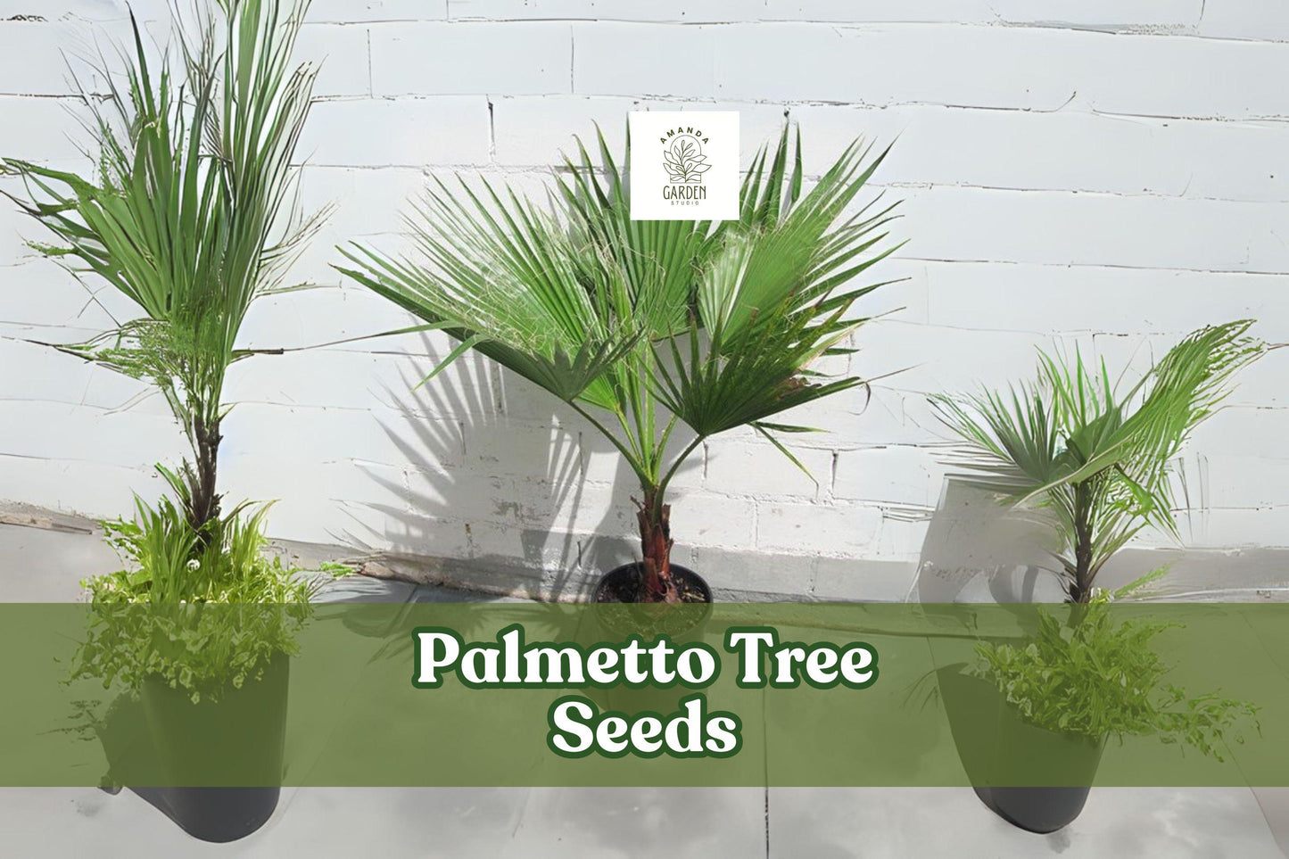 Sabal Palmetto Seeds, 10 Pack - Coastal Hardy Cabbage Palm, Evergreen Fronds, Sabal palmetto, Ideal for Landscapes and Gardens