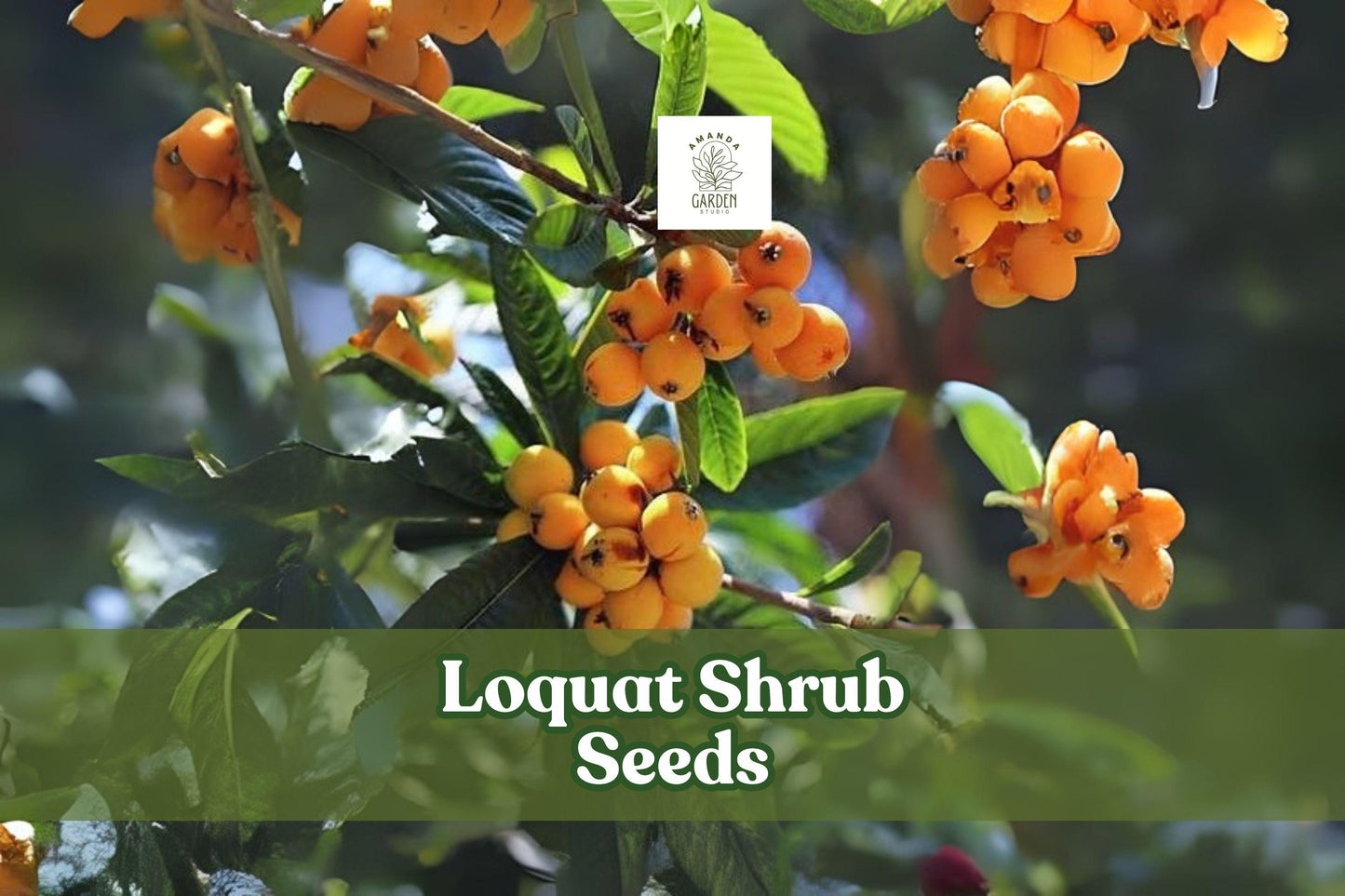 Loquat Seeds - 5 Pack - Eriobotrya japonica - Exotic Fruit-Bearing Evergreen - Fragrant Spring Blooms for Tropical Gardens