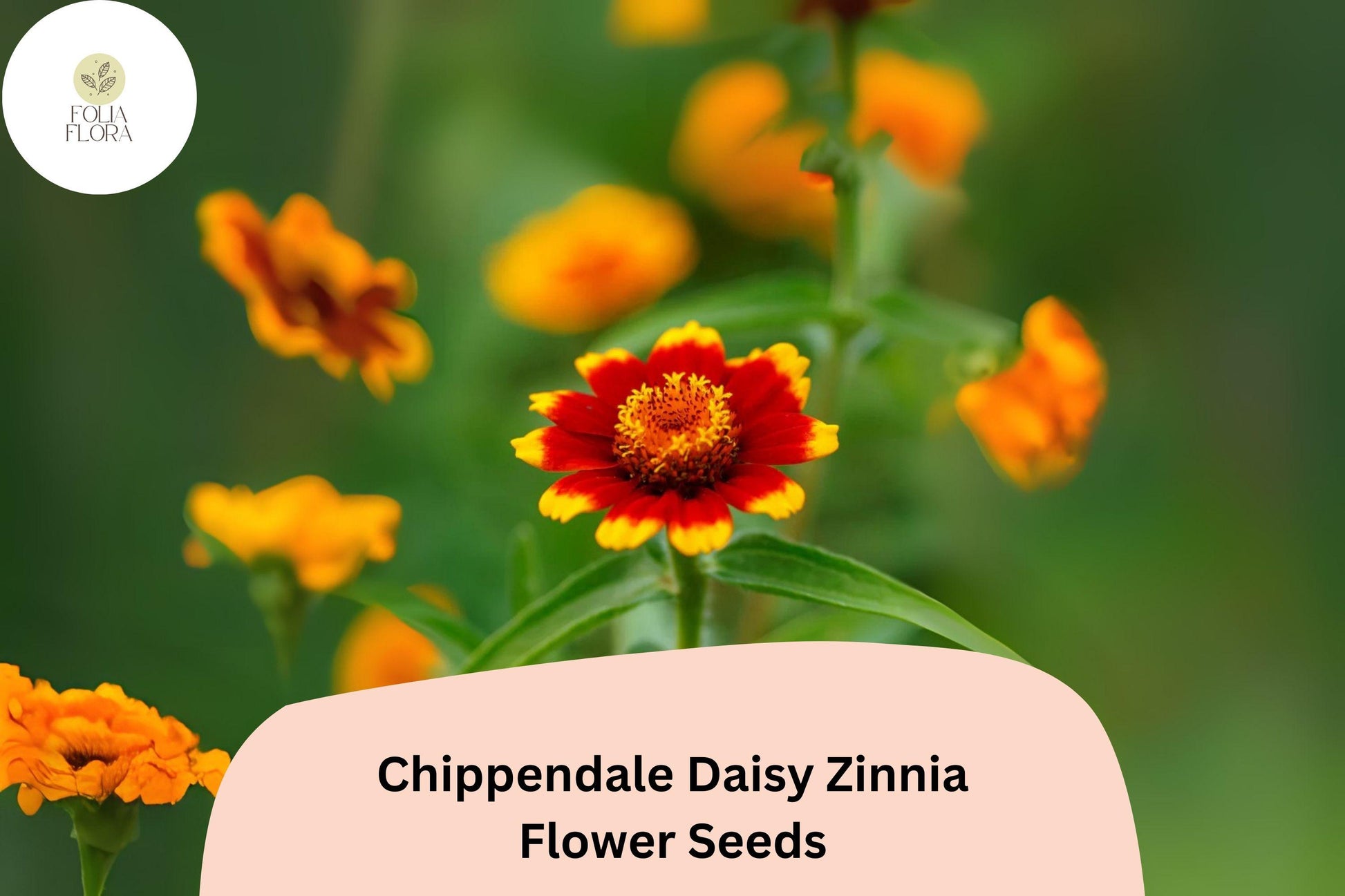 Chippendale Daisy Zinnia Seeds – 100+ Non-GMO Seeds for Vibrant Orange, Red, Yellow Blooms – Zinnia elegans