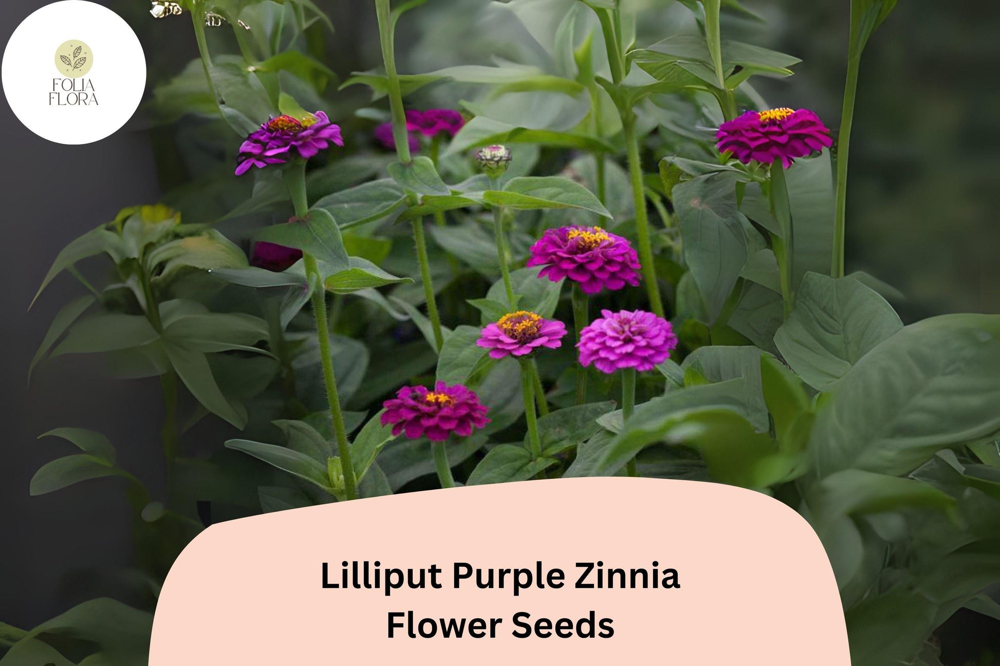 Lilliput Purple Zinnia Seeds - 100+ Non-GMO Zinnia elegans - Small Pompon Blooms for Borders & Summer Gardens
