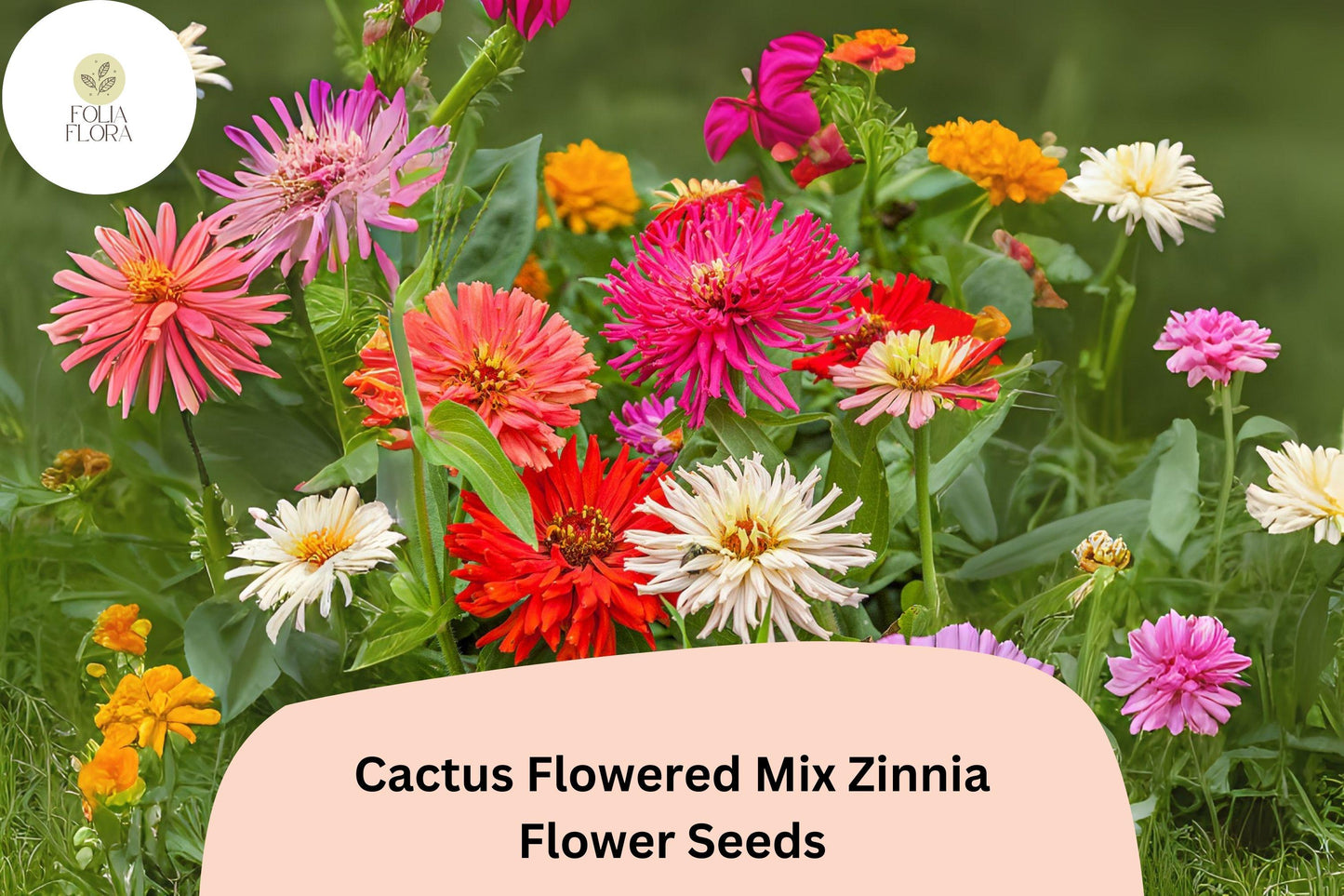 Cactus Flowered Mix Zinnia Seeds - 100+ Non-GMO Zinnia elegans - Vibrant Spiky Petals for Summer Gardens & Cut Bouquets