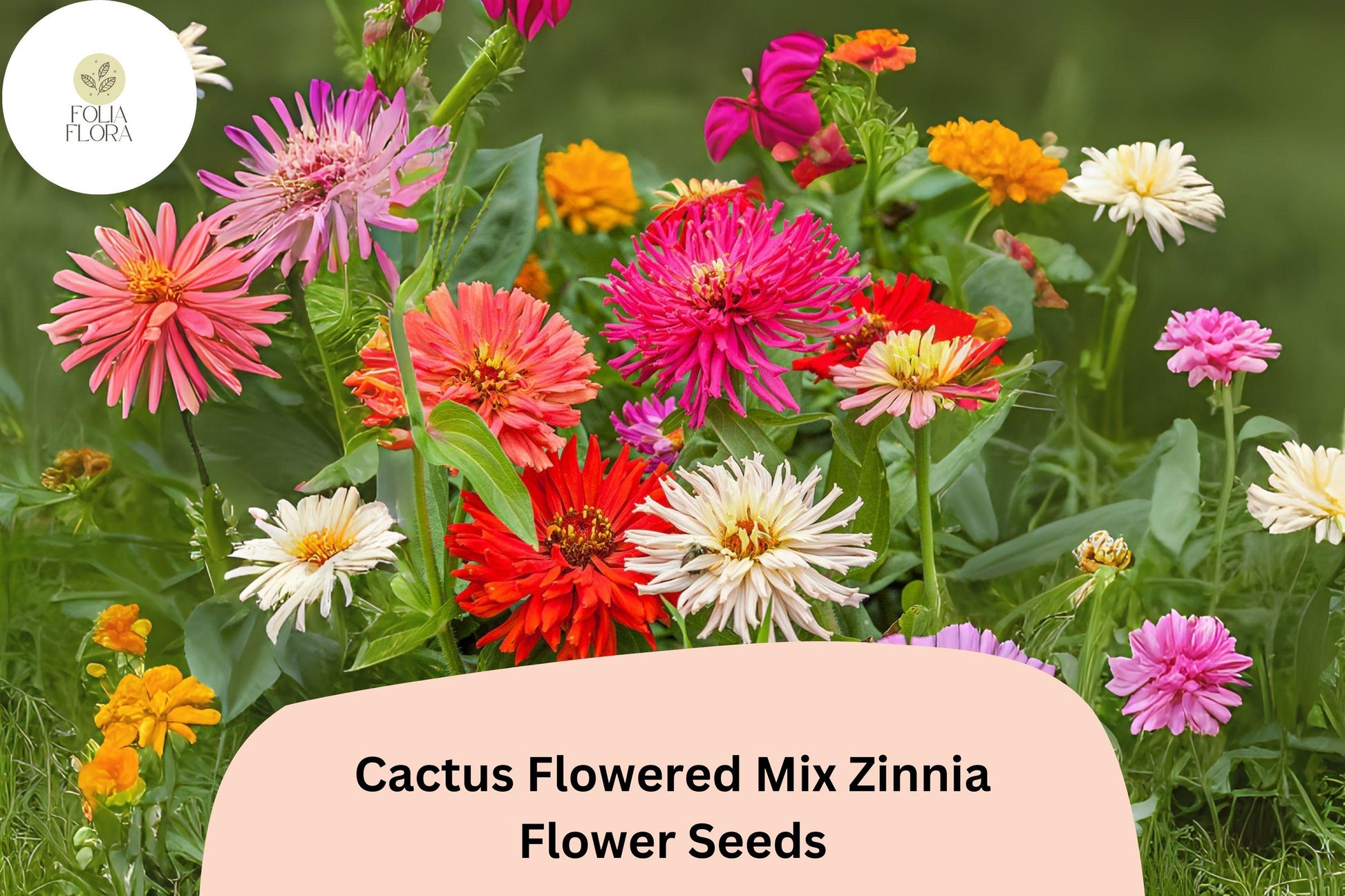 Cactus Flowered Mix Zinnia Seeds - 100+ Non-GMO Zinnia elegans - Vibrant Spiky Petals for Summer Gardens & Cut Bouquets
