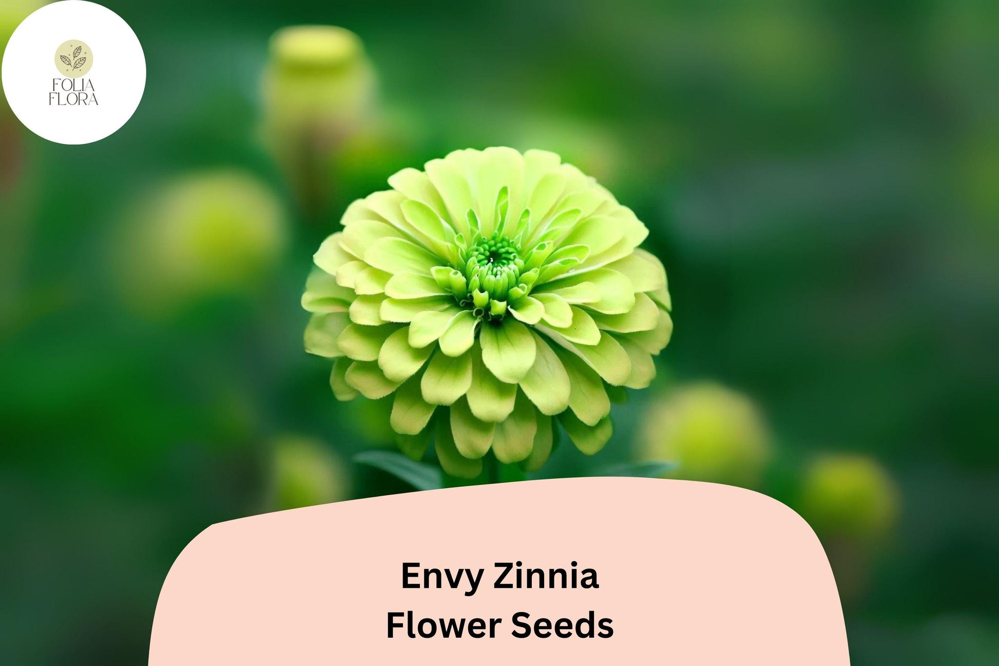 Envy Zinnia Seeds - 100+ Non-GMO Lime Green Blooms - Zinnia elegans - Summer Garden & Cut Flower Variety
