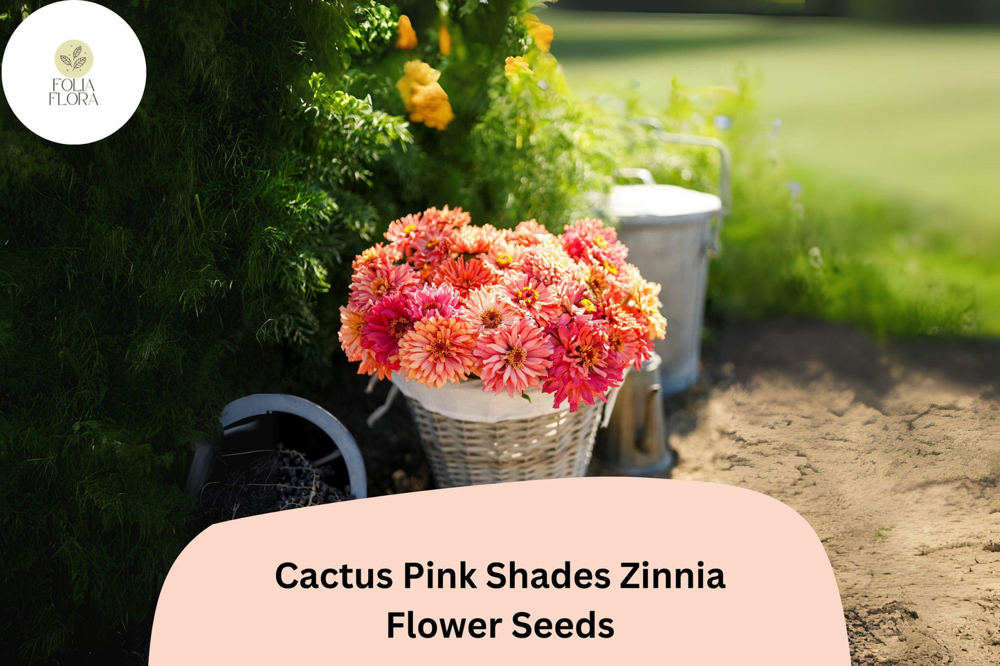 Cactus Pink Shades Zinnia Seeds - 100+ Non-GMO Zinnia elegans for Vibrant Summer Blooms and Cut Flowers