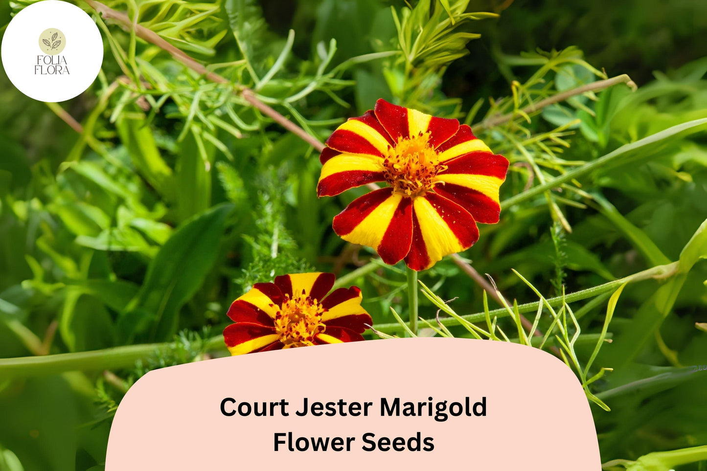Court Jester Marigold Seeds | 25+ Pack | Red & Yellow Striped Heirloom Flower | Tagetes patula | Pollinator-Friendly Annual