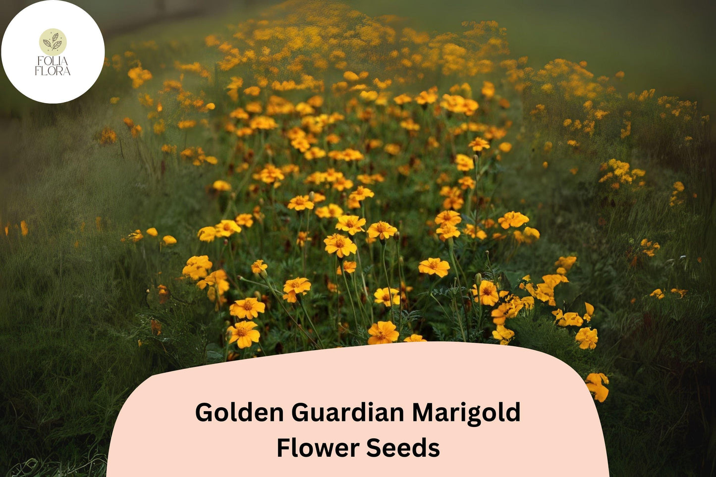 25+ Golden Guardian Marigold Seeds | Bright Orange-Golden Flowers | Tagetes patula | Compact, Easy-Grow Annual for Garden