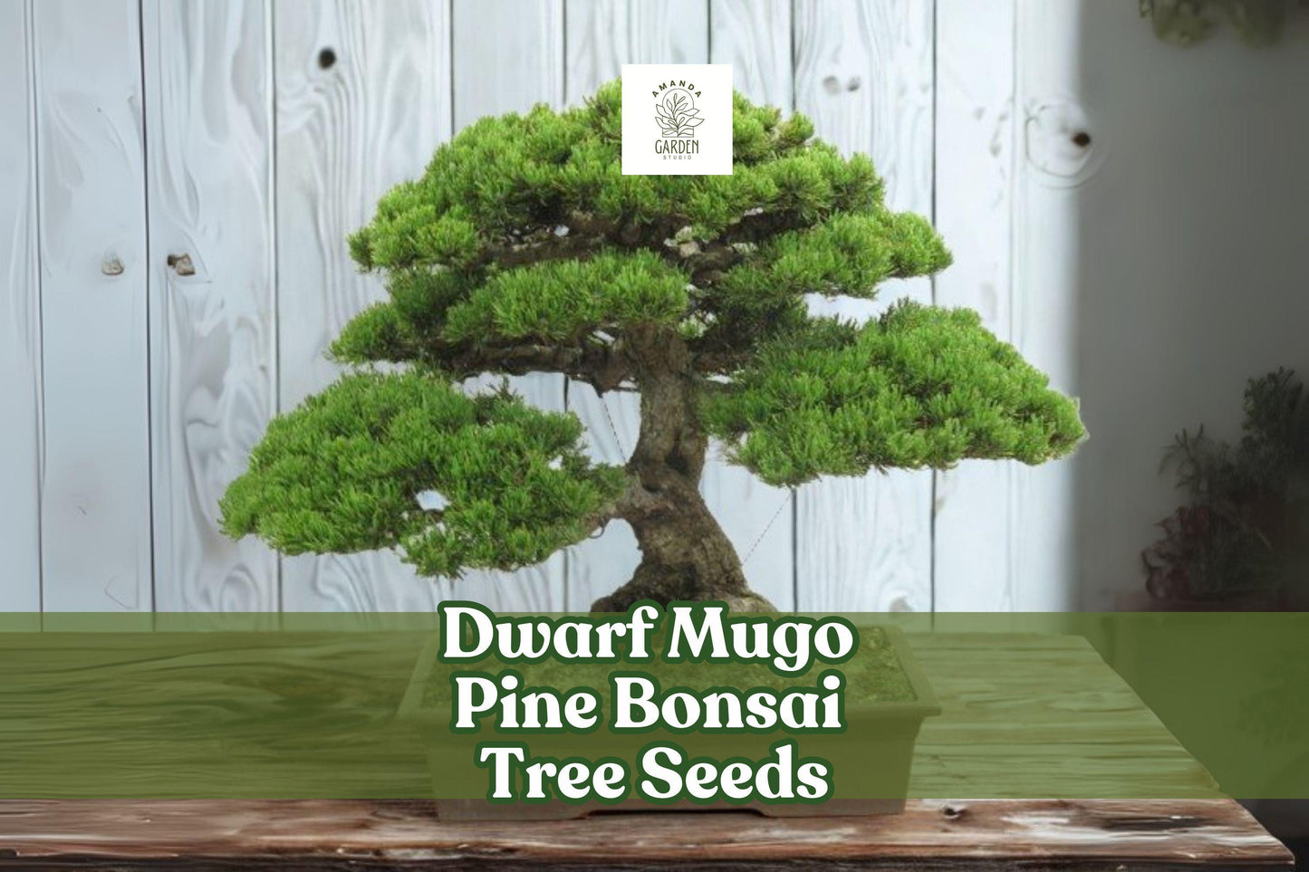 Dwarf Mugo Pine Seeds - 30 Count, Hardy Evergreen Bonsai, Pinus mugo pumilio, Compact Green Needles for Rock Gardens