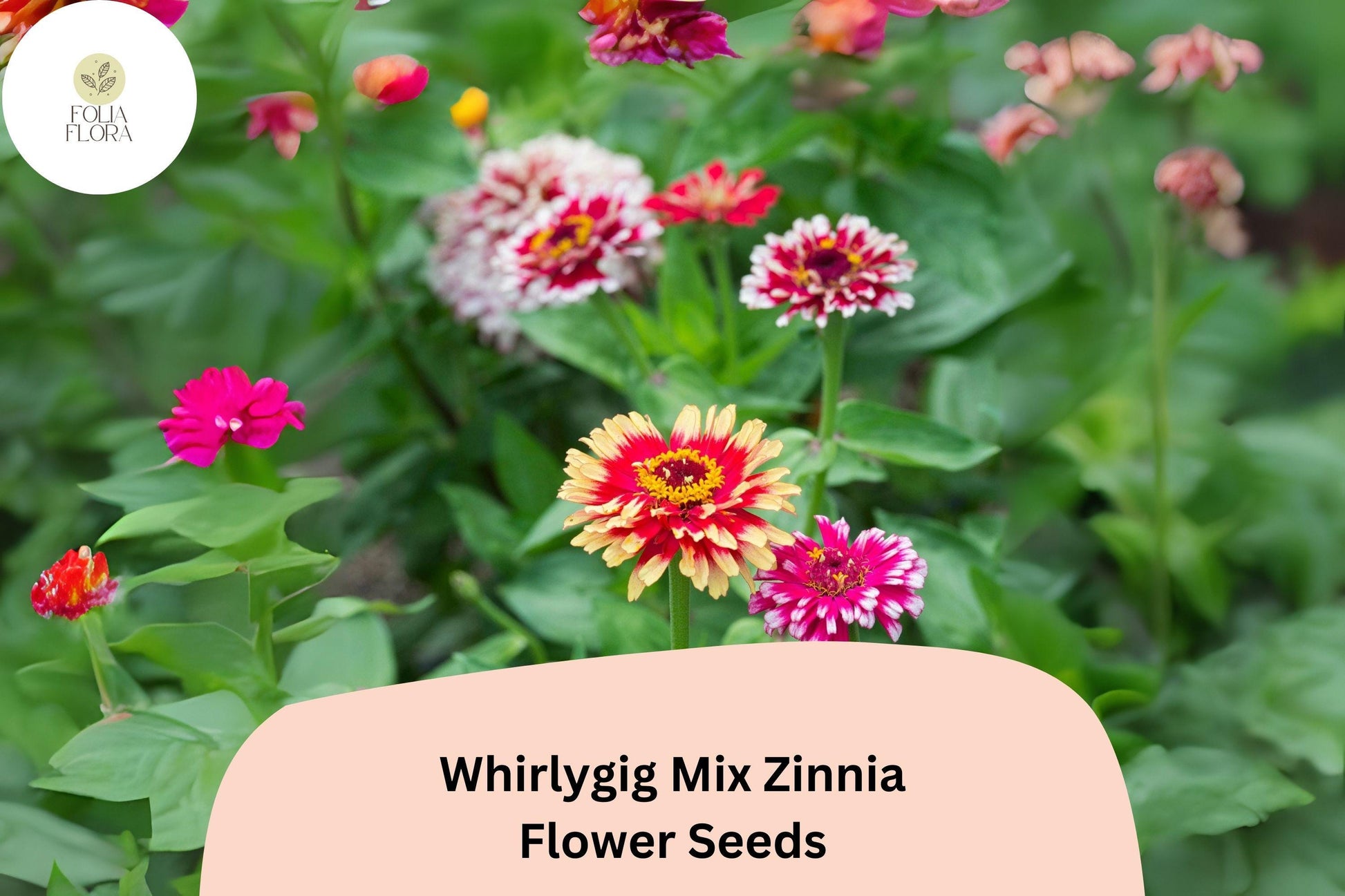Whirlygig Mix Zinnia Seeds - 100+ Non-GMO Bi-Color Blooms (Zinnia elegans) for Garden Borders & Cut Flowers
