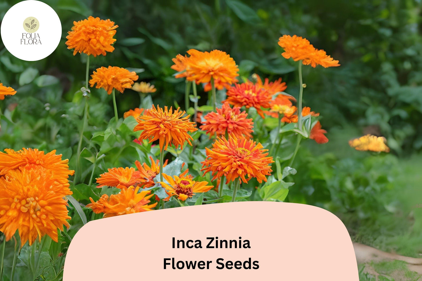Inca Zinnia Seeds – 100+ Non-GMO Golden-Orange Blooms (Zinnia elegans) for Summer Garden & Cut Flowers
