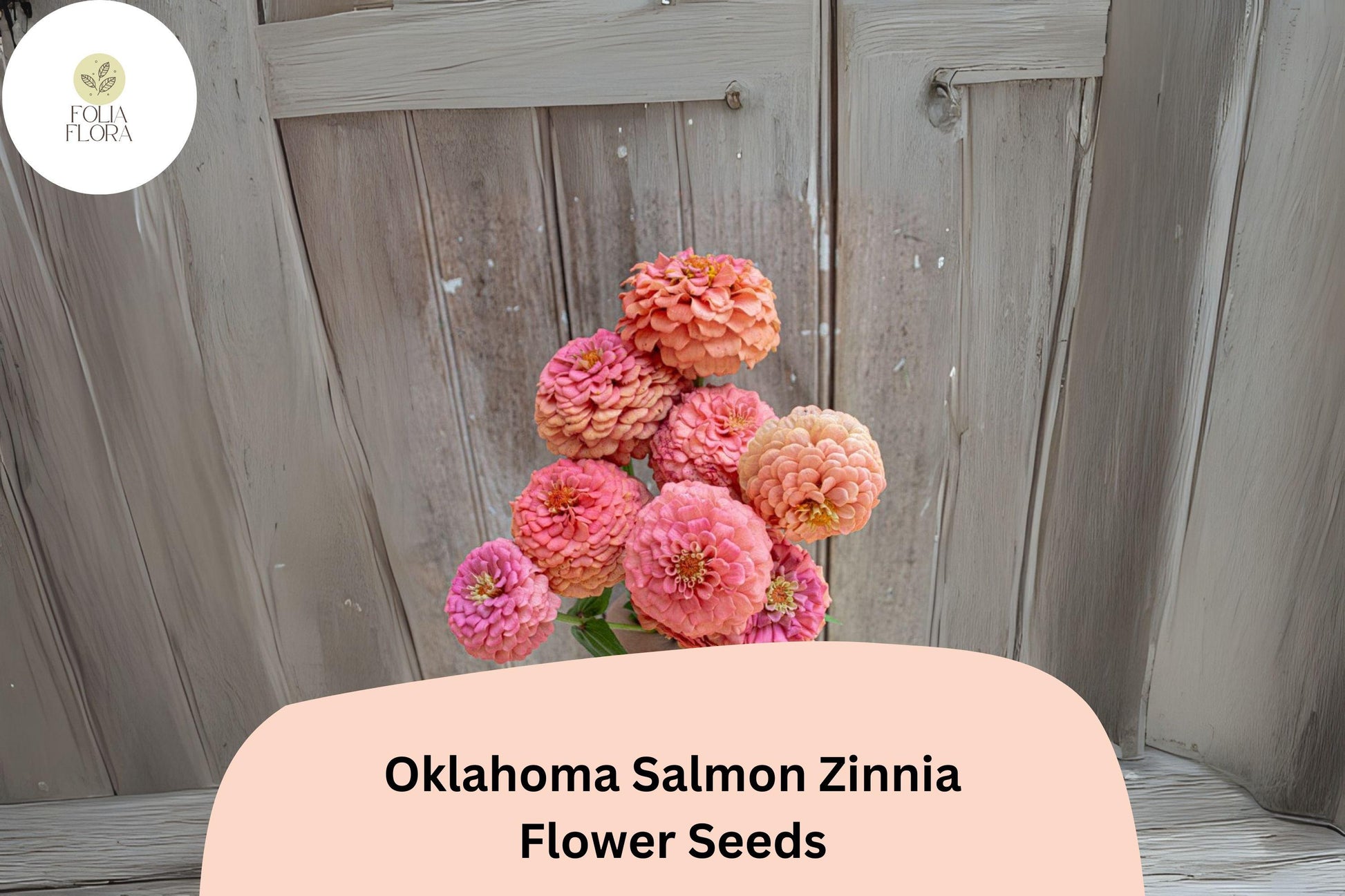 100+ Oklahoma Salmon Zinnia Seeds - Soft Pink-Orange Blooms for Cut Flowers - Zinnia elegans