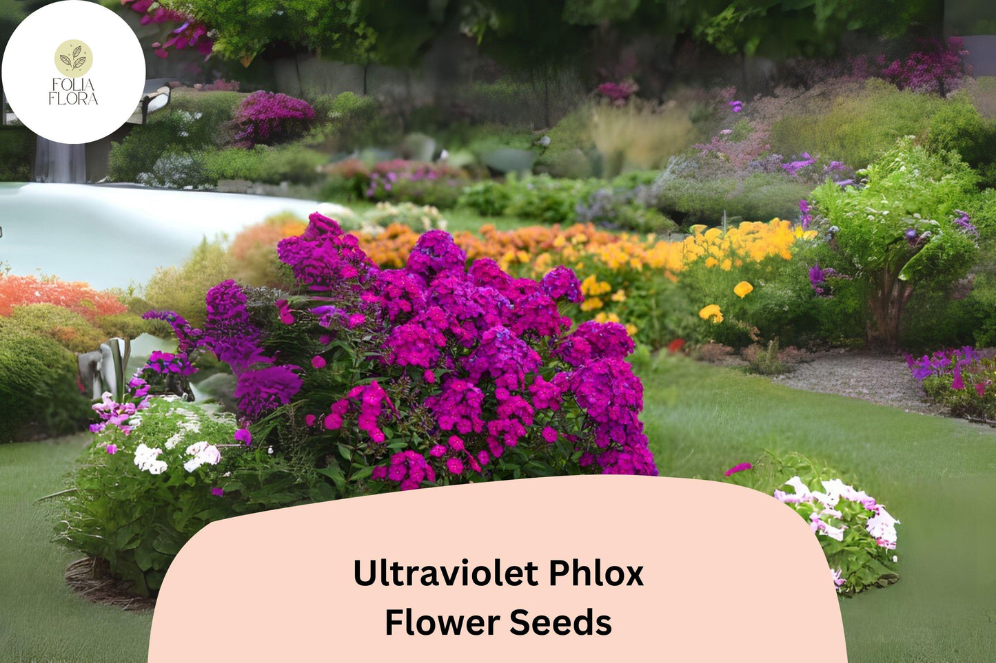100+ Ultraviolet Phlox Seeds - Deep Violet Flowers (Phlox drummondii) - Non-GMO Annual for Pollinator Gardens & Borders