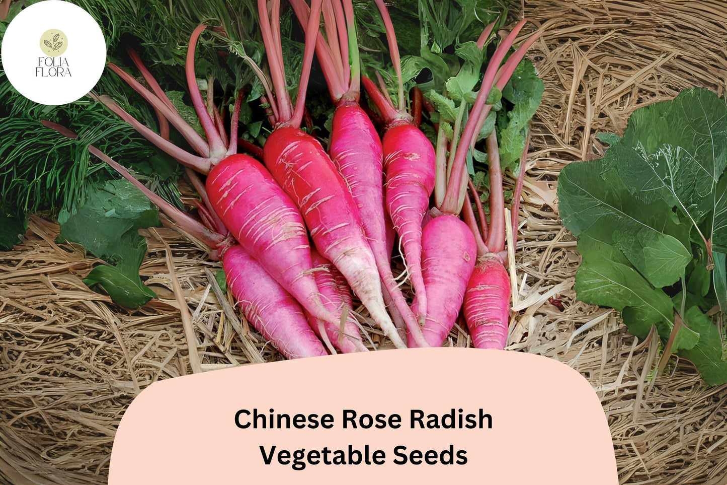 Heirloom Chinese Rose Radish Seeds - 500+ Non-GMO Winter Radish (Raphanus sativus var. longipinnatus) - Crisp Rose-Pink Roots