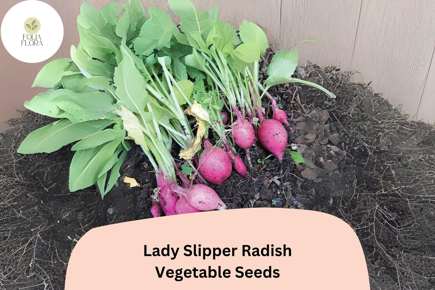 Lady Slipper Radish Seeds - 500+ Heirloom Pink Variety (Raphanus sativus) - Fast-Growing, Non-GMO Vegetable Seeds for Garden