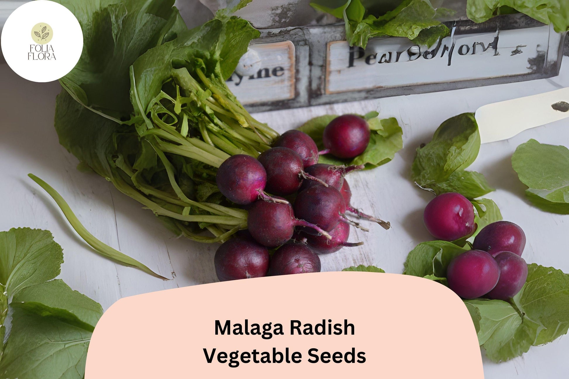 Malaga Radish Seeds - 500+ Heirloom Red Radish for Planting (Raphanus sativus) - Fast-Growing, Mild Flavor for Salads