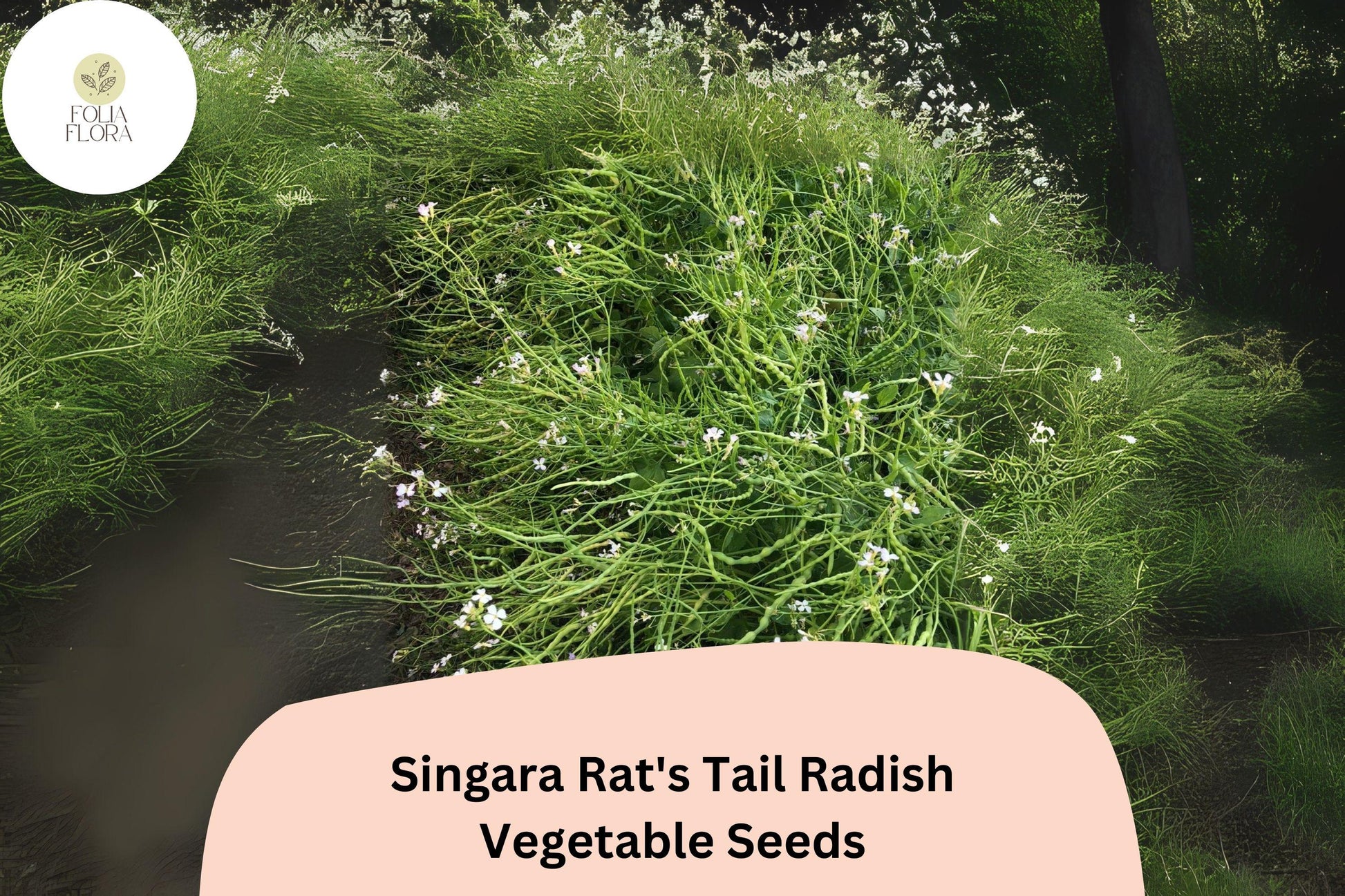 500+ Singara Rat's Tail Radish Seeds - Edible Pods & Heirloom Variety (Raphanus sativus var. caudatus) for Garden Planting