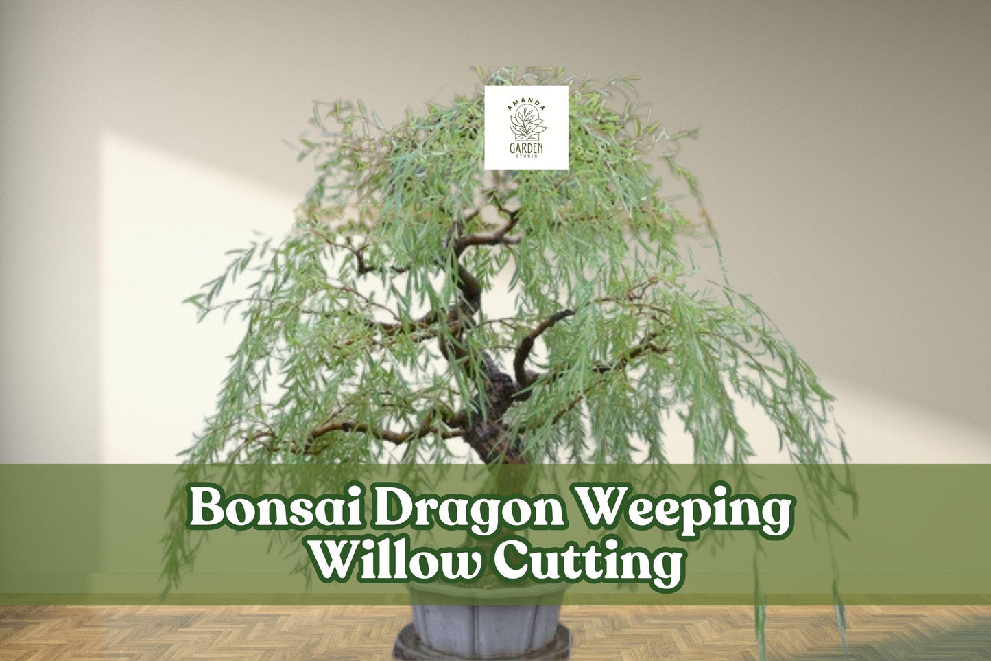 Dragon Weeping Willow Bonsai Cutting - Thick Trunk Starter Tree - Salix babylonica - Fast Growing, Graceful Cascades for Beginners