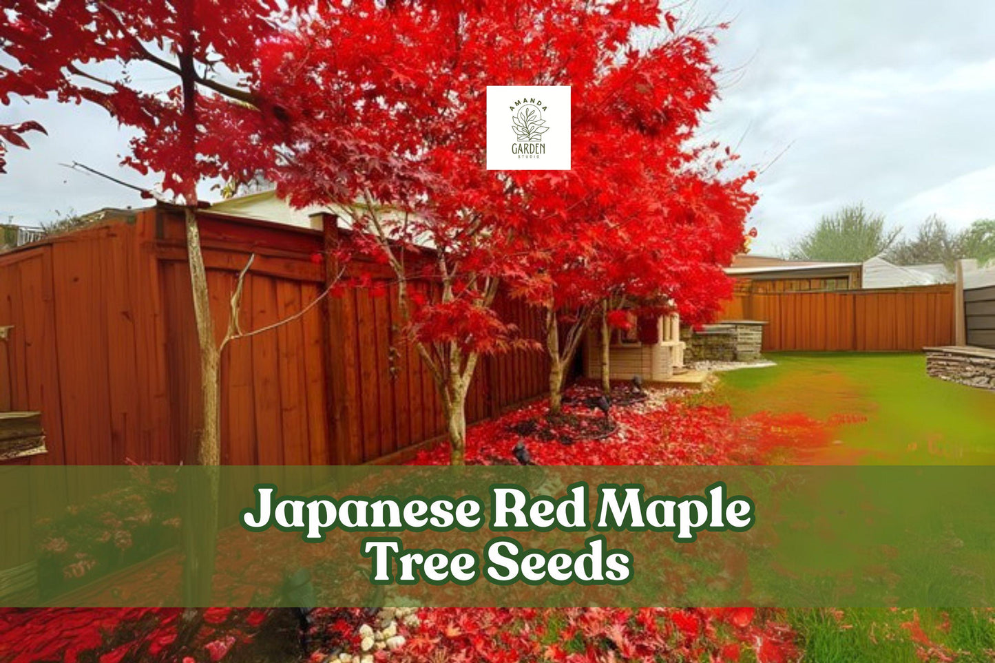 Japanese Red Maple Tree Seeds - 30 Seeds - Acer palmatum - Ornamental Bonsai - Stunning Red Foliage for Garden & Landscape
