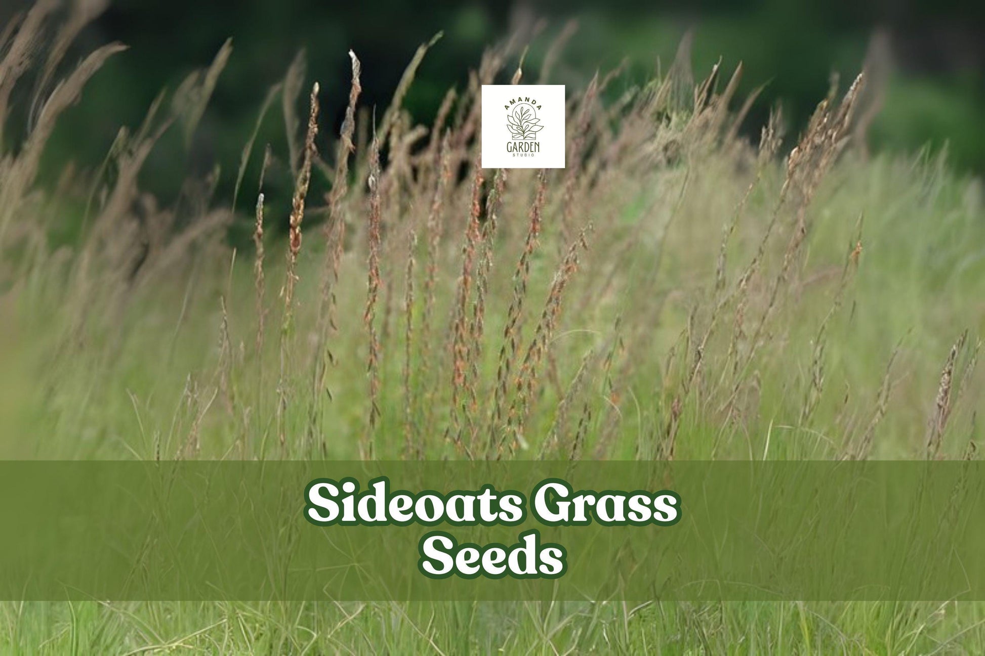 Sideoats Prairie Grass Seeds - 500 Seeds - Native Ornamental Ground Cover - Bouteloua curtipendula - Drought Tolerant Wildlife Habitat