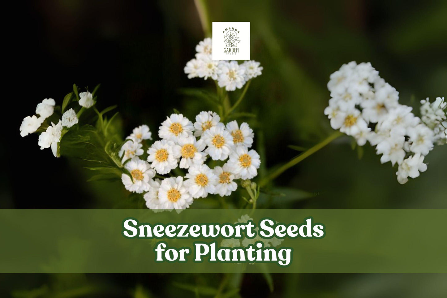 200 Sneezewort Seeds for Planting | Achillea ptarmica | Hardy Perennial with White Blooms | Pollinator-Friendly