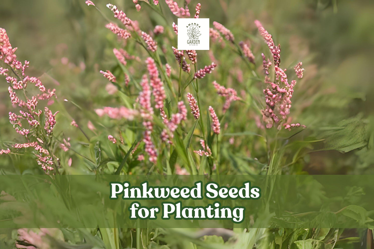 50 Pinkweed Seeds for Planting | Persicaria pensylvanica | Hardy Annual Wildflower with Pink Blooms | Pollinator Garden