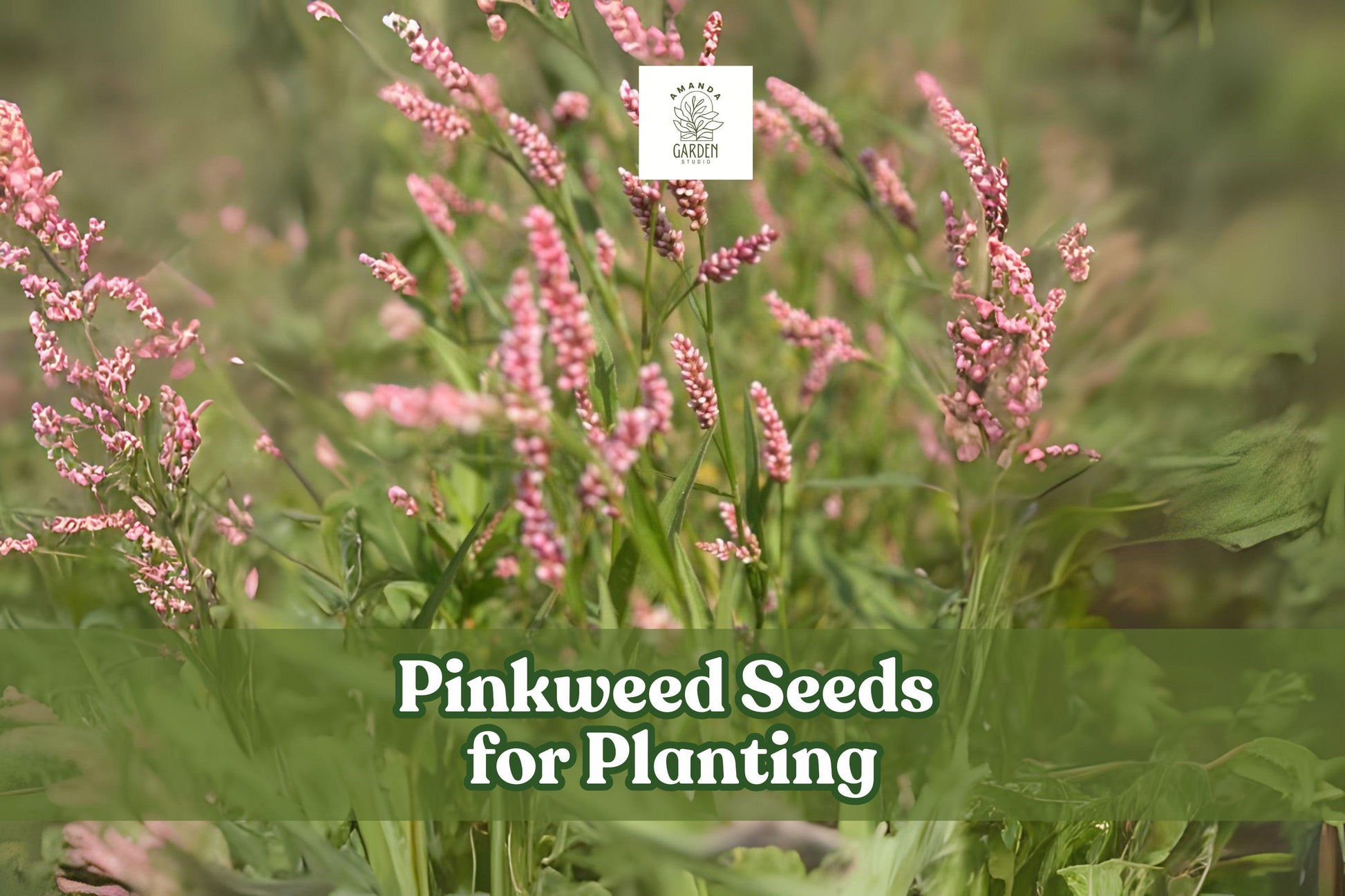 50 Pinkweed Seeds for Planting | Persicaria pensylvanica | Hardy Annual Wildflower with Pink Blooms | Pollinator Garden