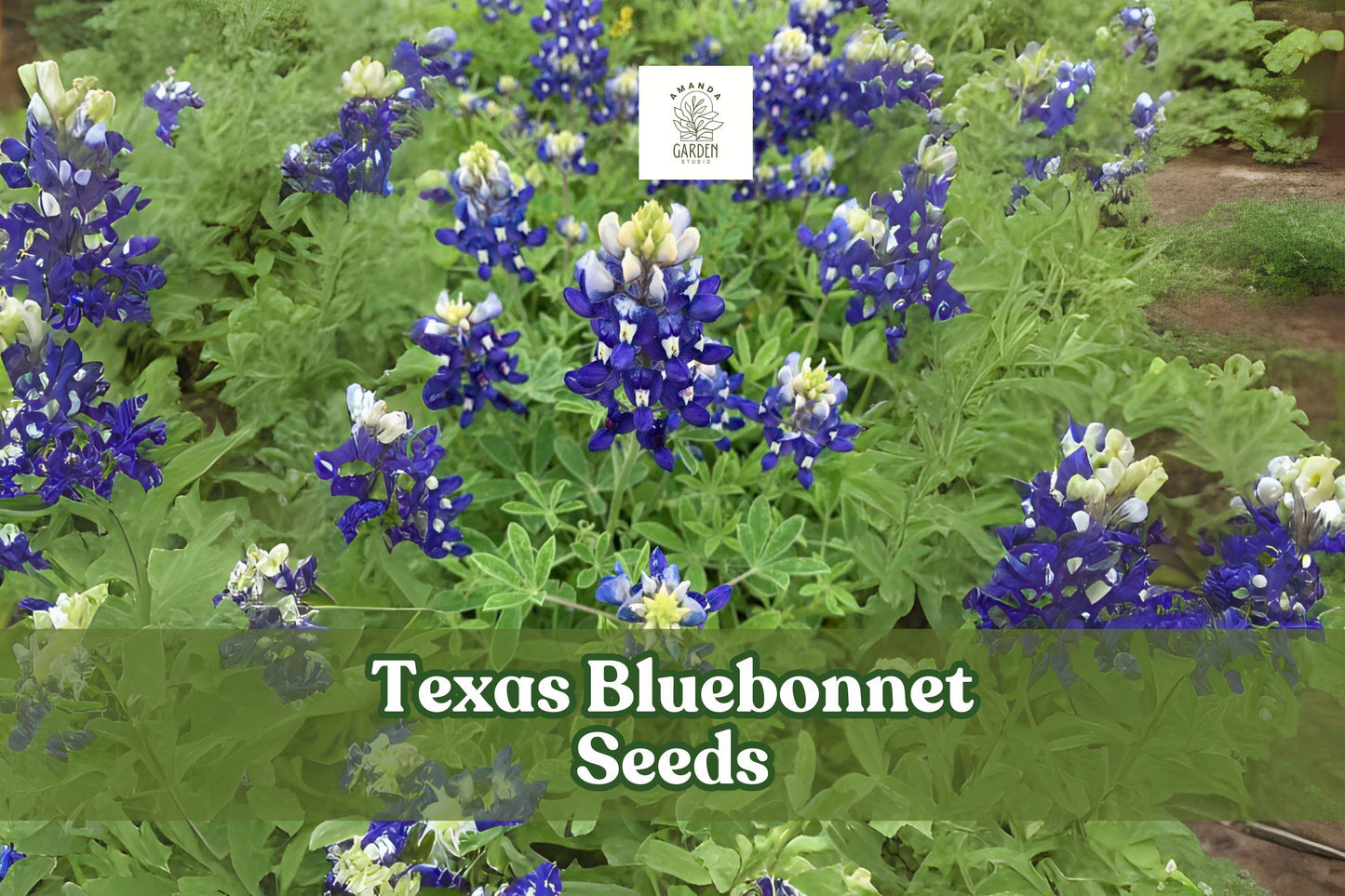 Texas Bluebonnet Seeds - 100 Count - Vibrant Blue Wildflower - Lupinus texensis - Pollinator Friendly - Easy to Grow