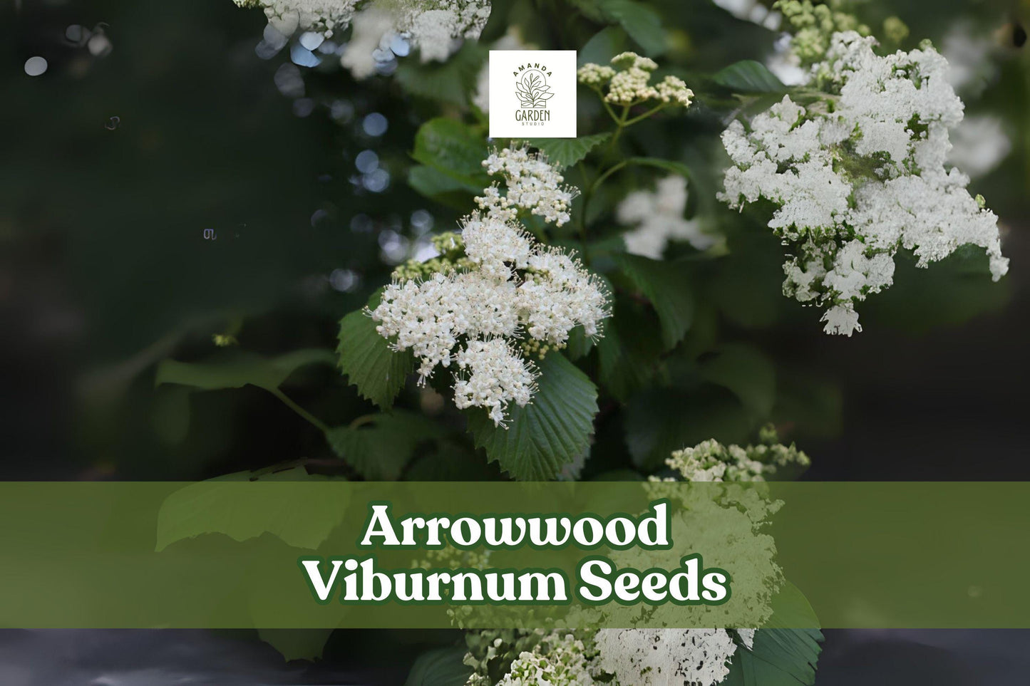 100 Arrowwood Viburnum Seeds - Viburnum dentatum - White Blooming Shrub for Hedges & Wildlife Gardens