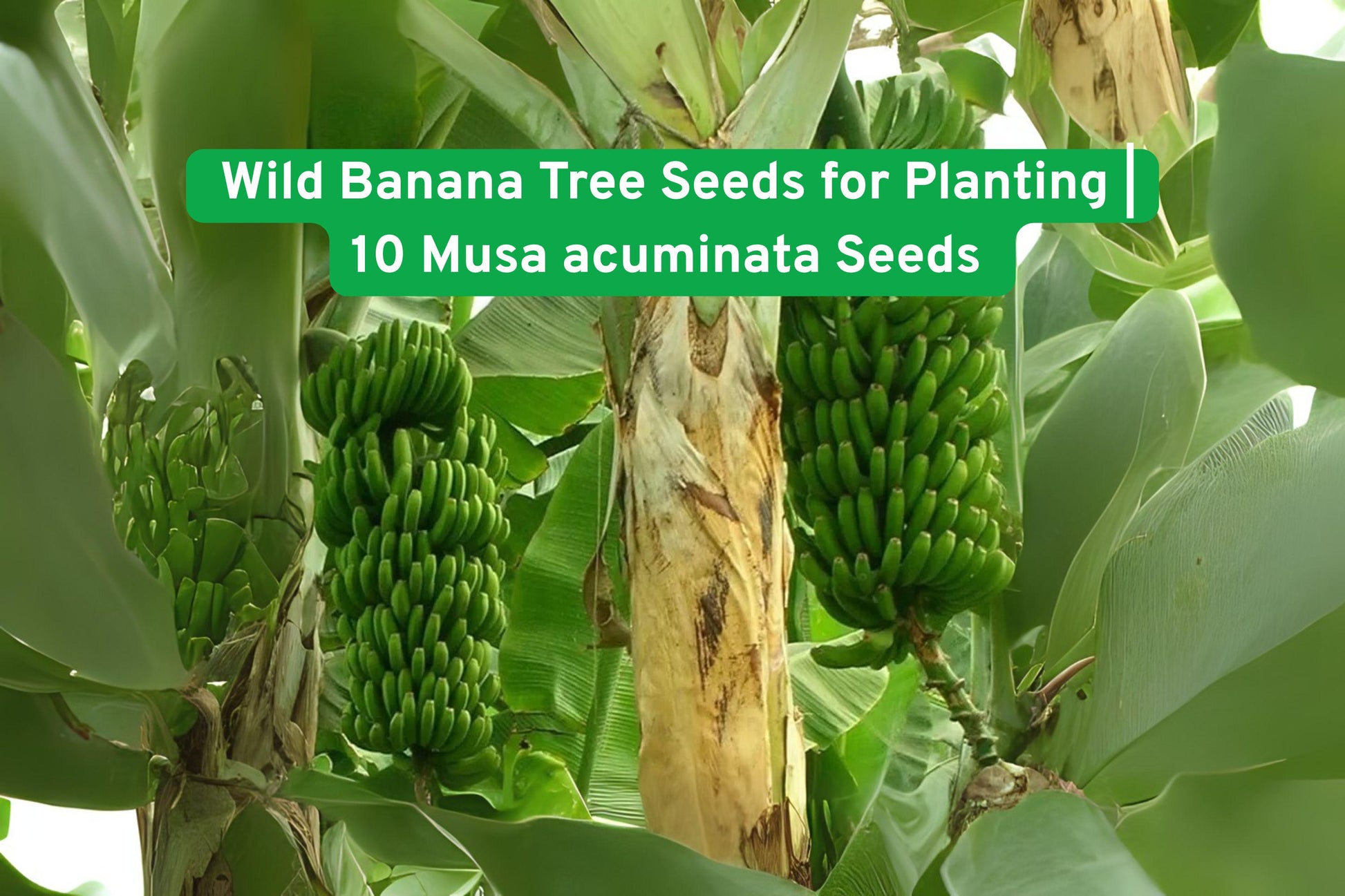 Musa acuminata Seeds - 10 Wild Banana Tree Seeds - Tropical Ornamental Plant - Fast Growing Exotic Garden Variety
