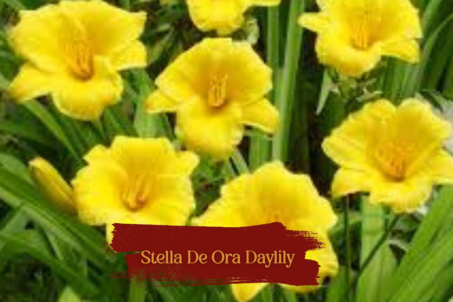 Stella De Oro Daylily Plants - Set of 5 Bare Root Yellow Reblooming Perennials (Hemerocallis) - Hardy, Low-Maintenance Flowers