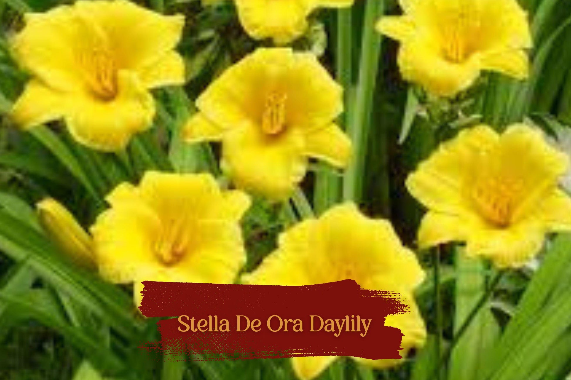 Stella De Oro Daylily Plants - Set of 5 Bare Root Yellow Reblooming Perennials (Hemerocallis) - Hardy, Low-Maintenance Flowers