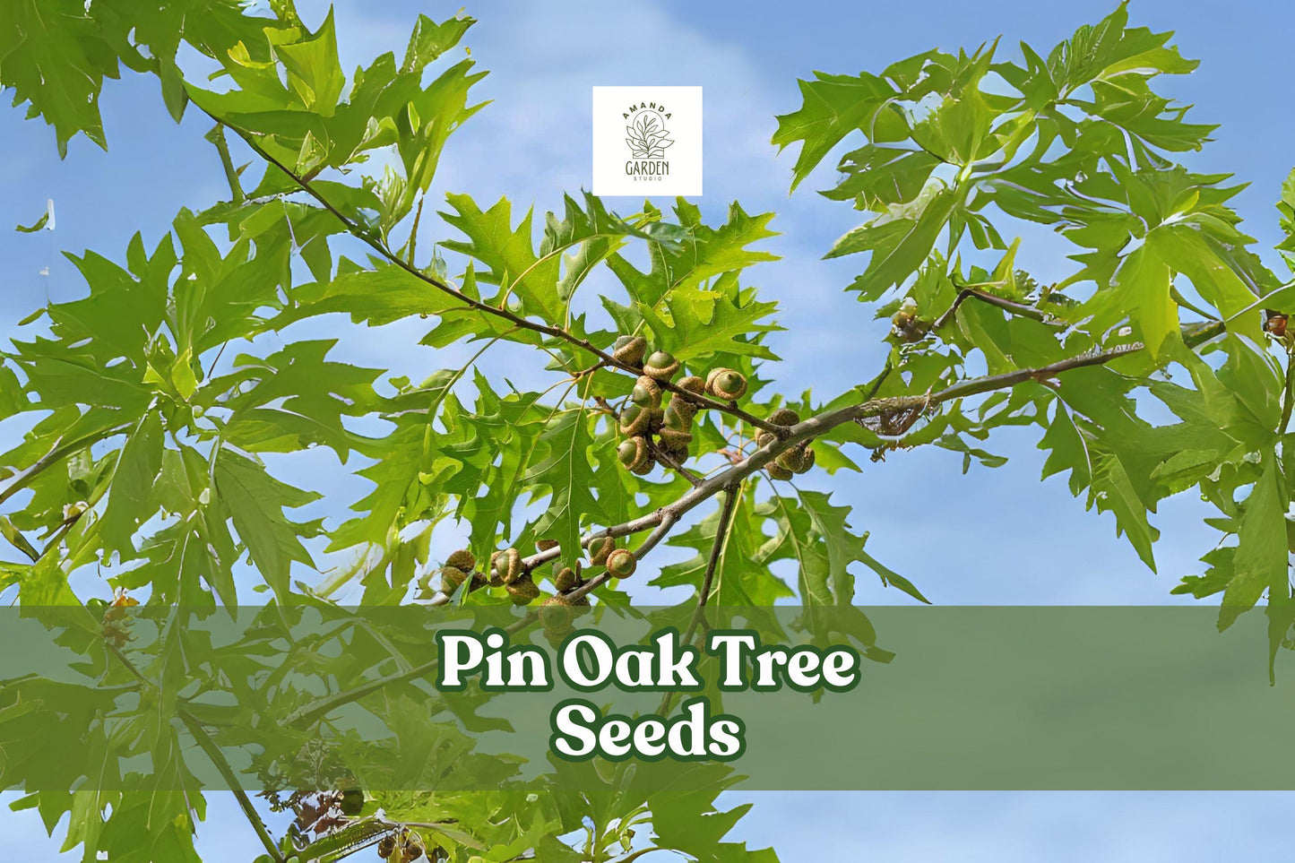 Pin Oak Tree Seeds - 5 Pack Quercus palustris - Fast Growing Shade Tree - Vibrant Fall Color - Hardy Landscape Plant
