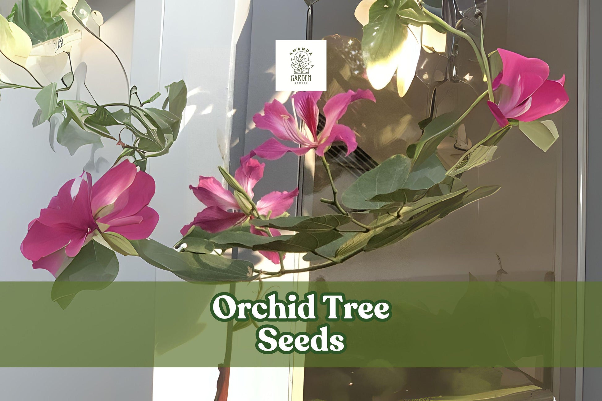 10 Orchid Tree Seeds - Purple Butterfly Tree - Bauhinia purpurea - Exotic Flowering Bonsai - Tropical Ornamental Garden Plant