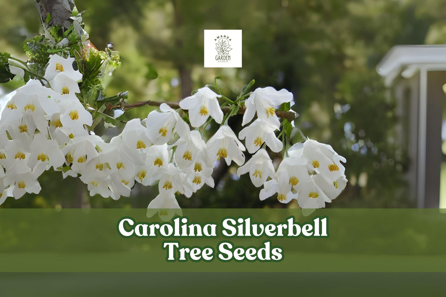 Carolina Silverbell Tree Seeds - 6 Fresh Halesia carolina Seeds for White Bell Blooms - Pollinator Friendly Ornamental Tree