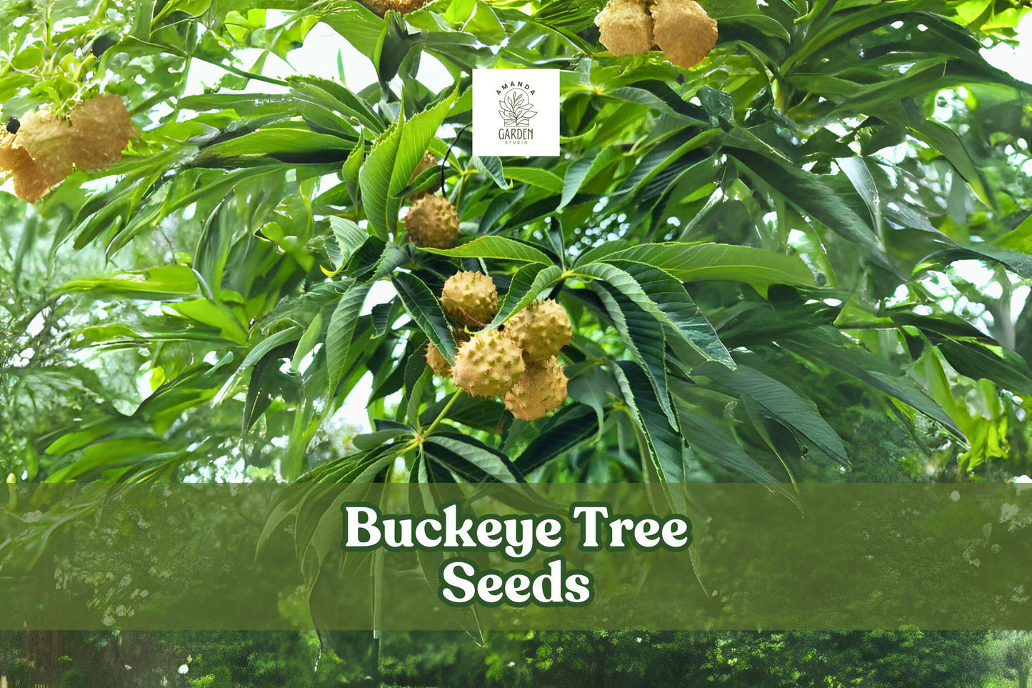 Ohio Buckeye Tree Seeds - 2 Fresh Aesculus Glabra - Hardy Deciduous Shade Tree - Wildlife Friendly - Fall Foliage