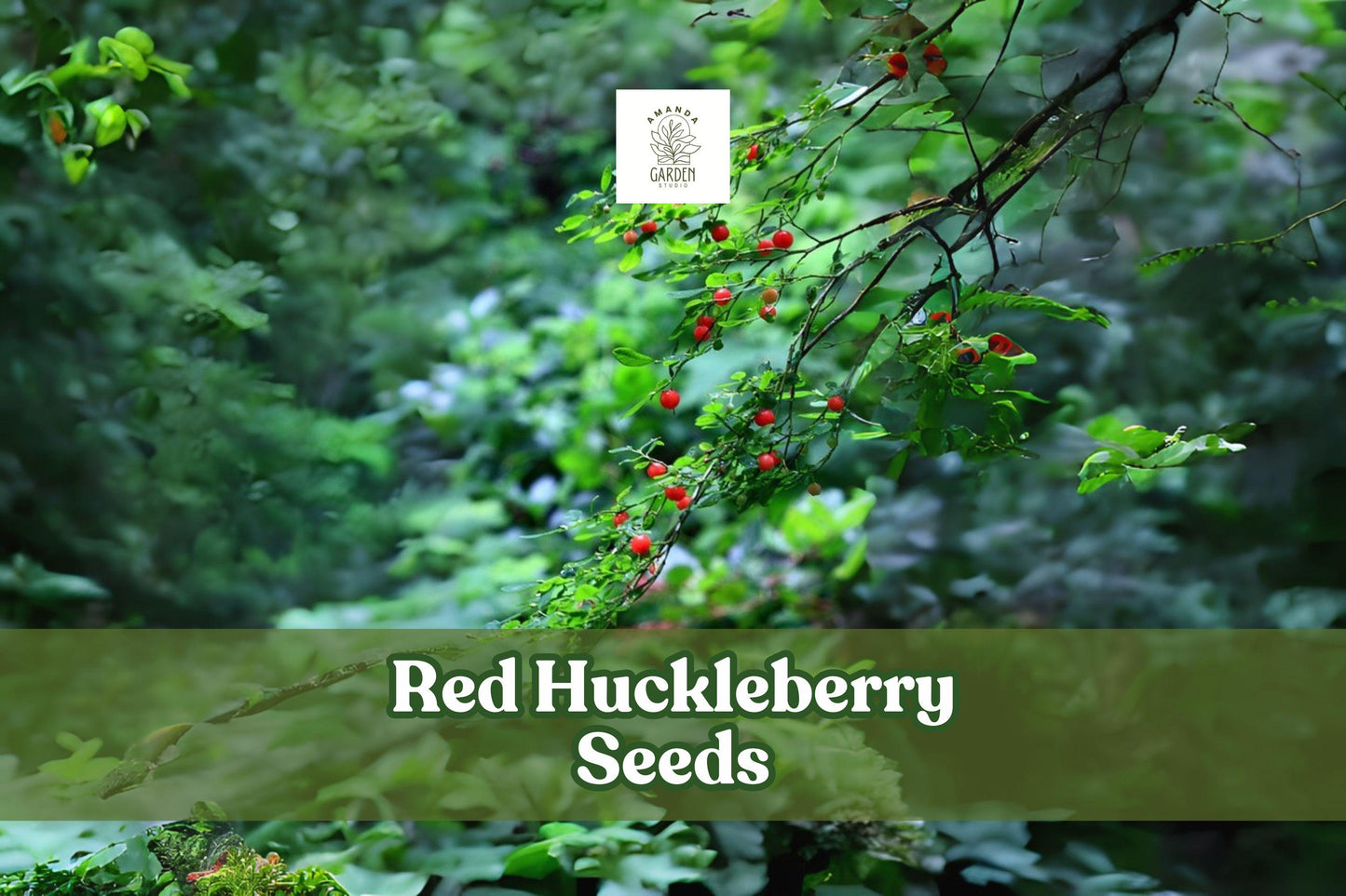 30 Red Huckleberry Seeds - Edible Shrub with Red Berries - Vaccinium parvifolium - Hardy Perennial for Wildlife Gardens